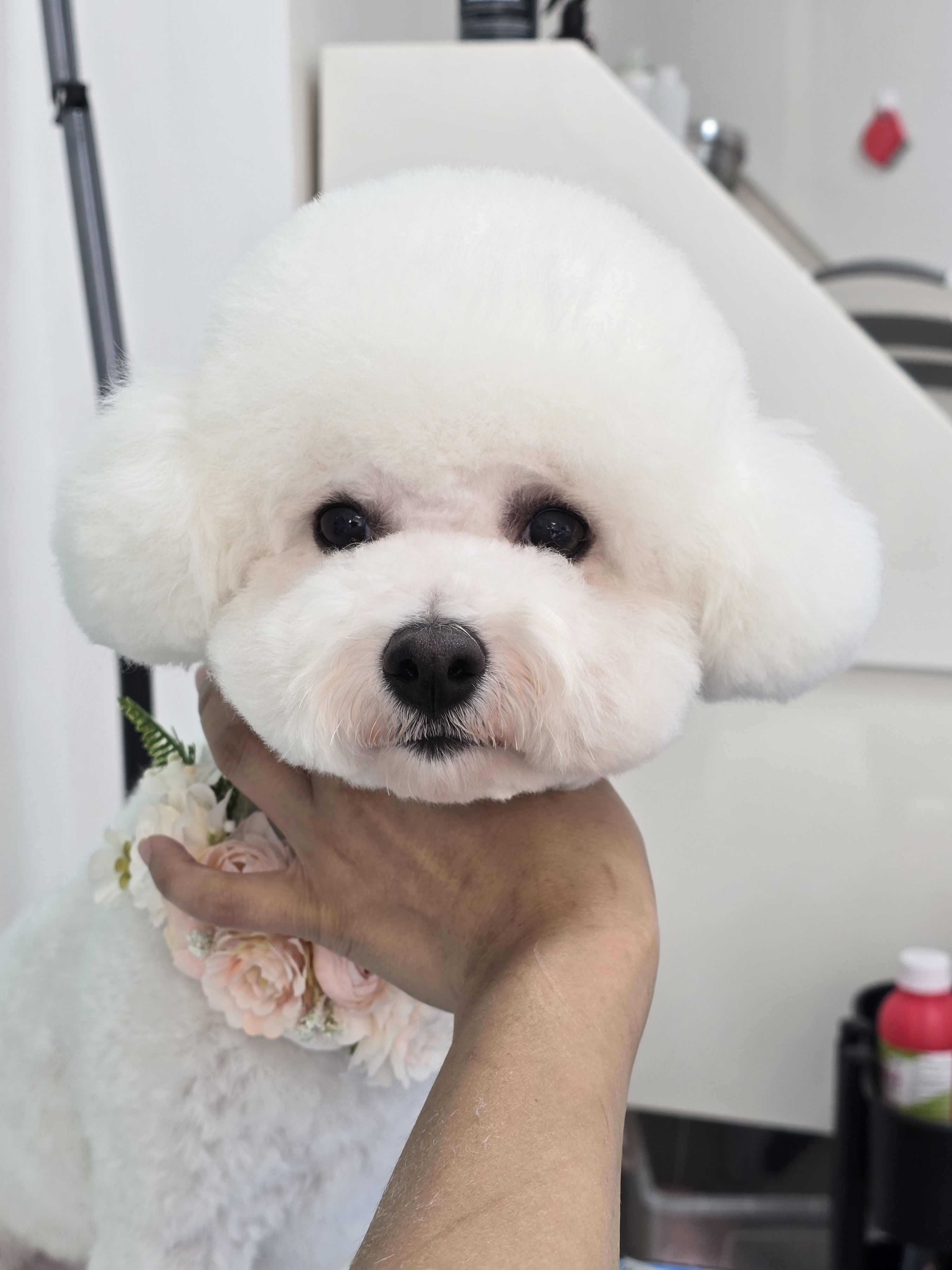 욜랑욜랑 애견미용실 대표 이미지