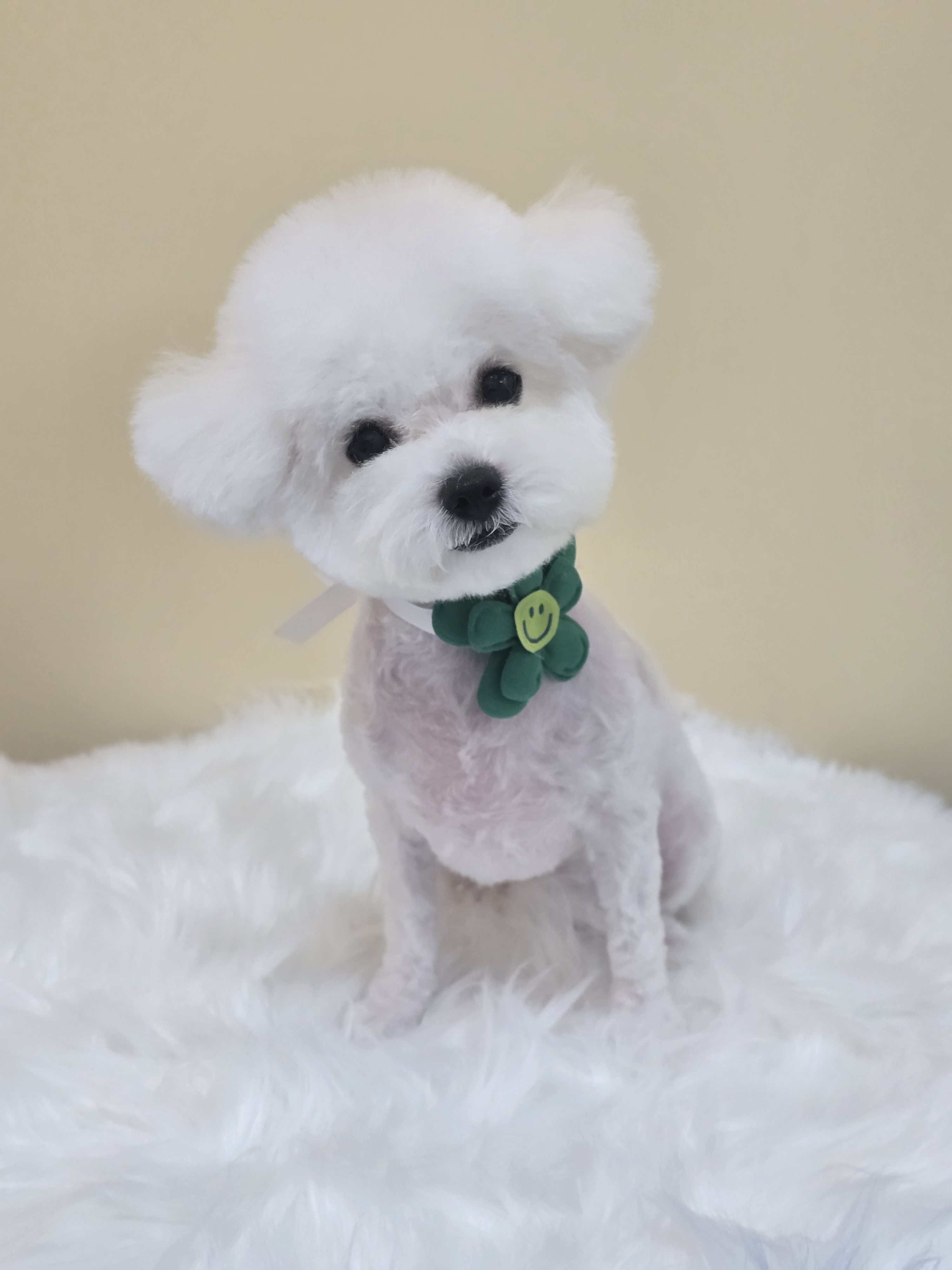 욜랑욜랑 애견미용실 대표 이미지