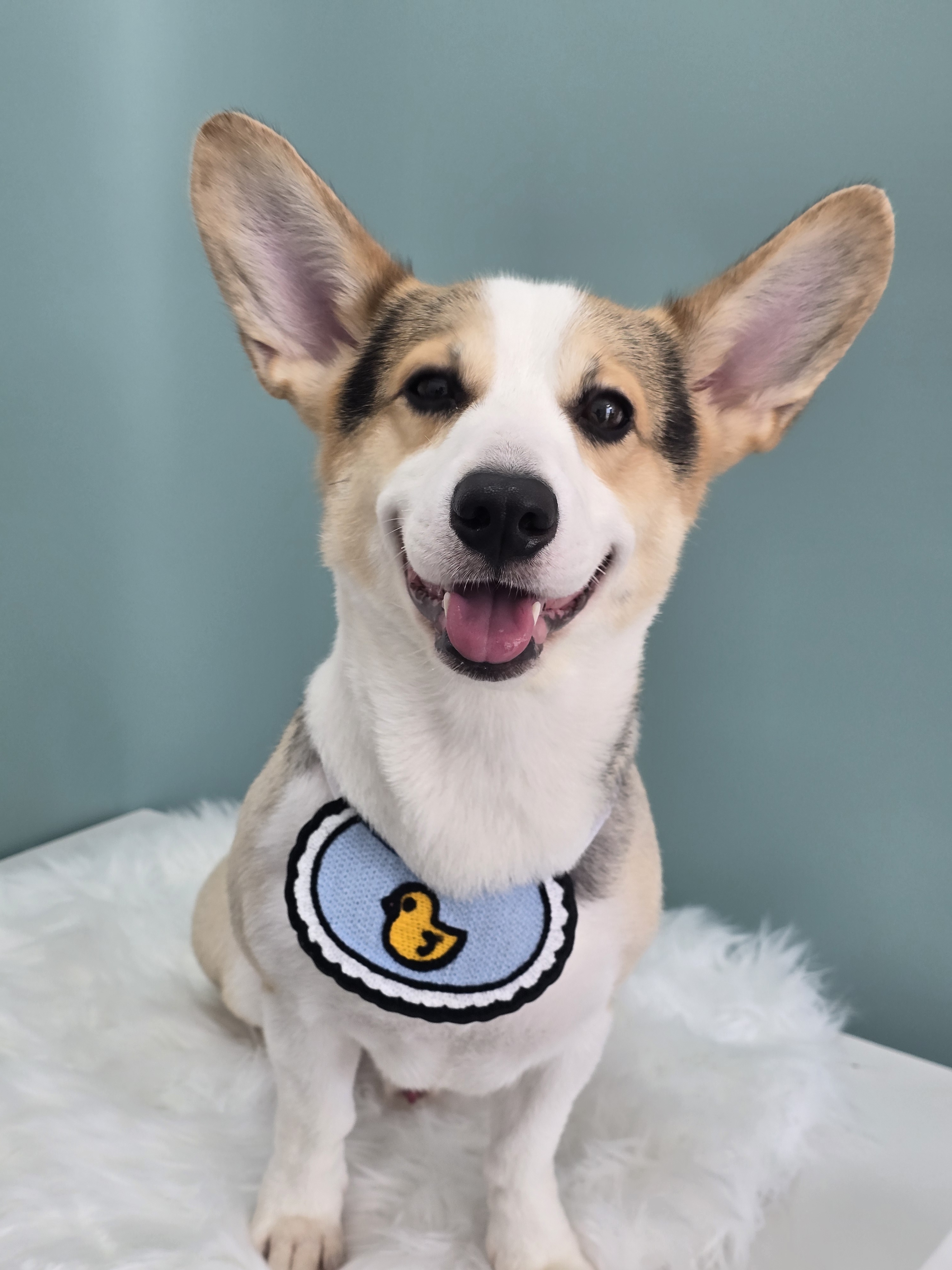 욜랑욜랑 대표 이미지