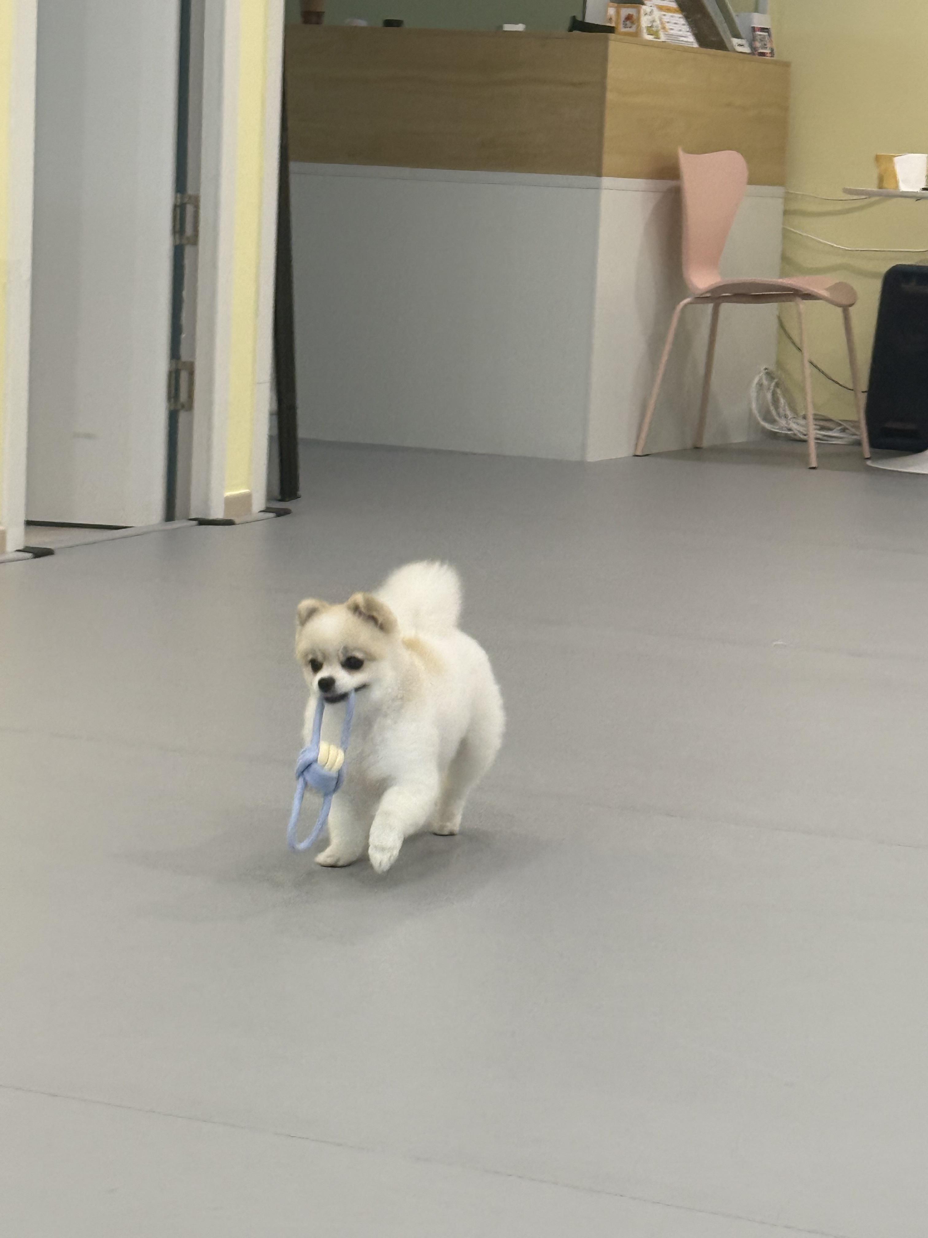 옐로퍼피 대표 이미지