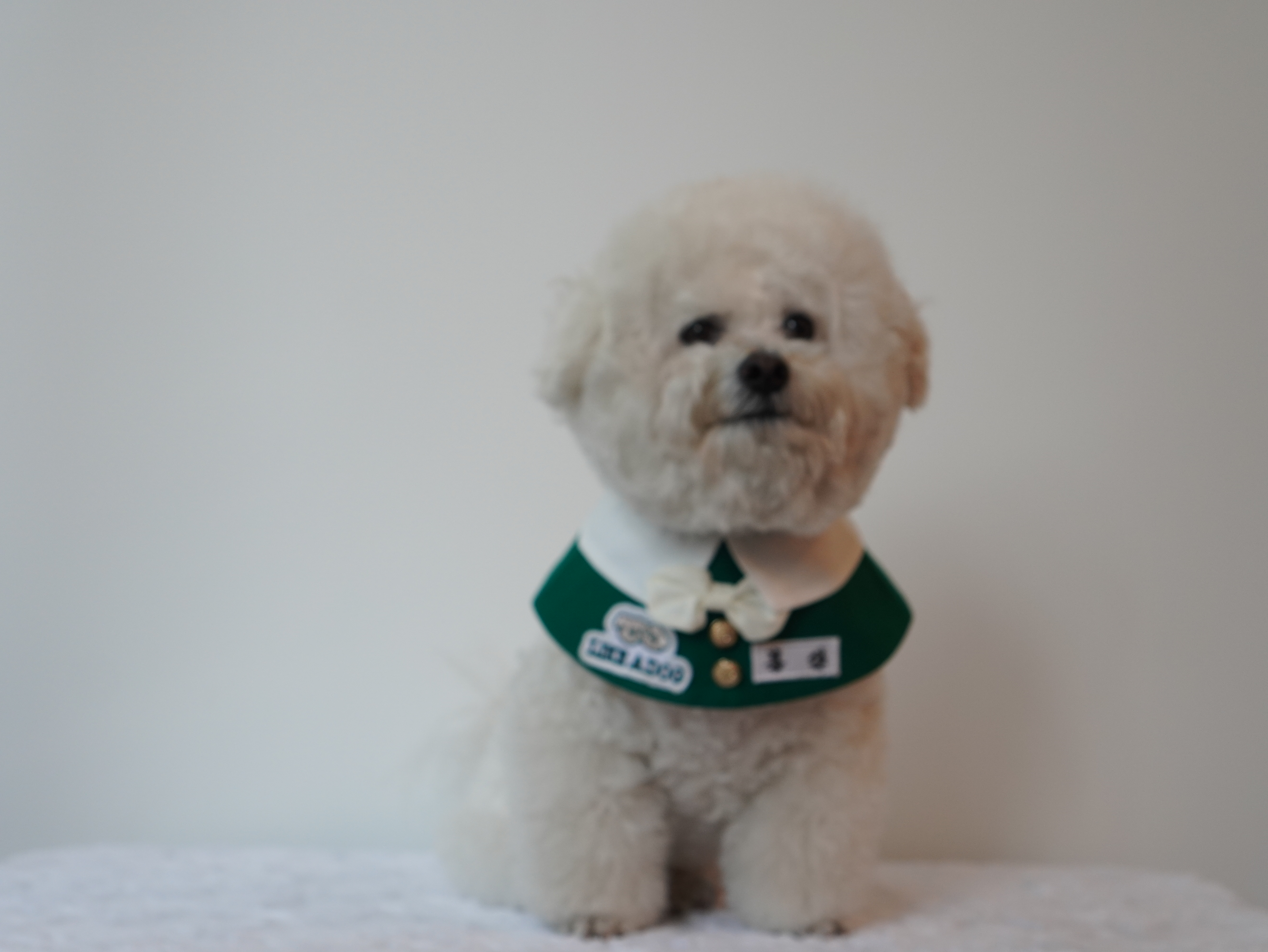 라이크어독 대표 이미지