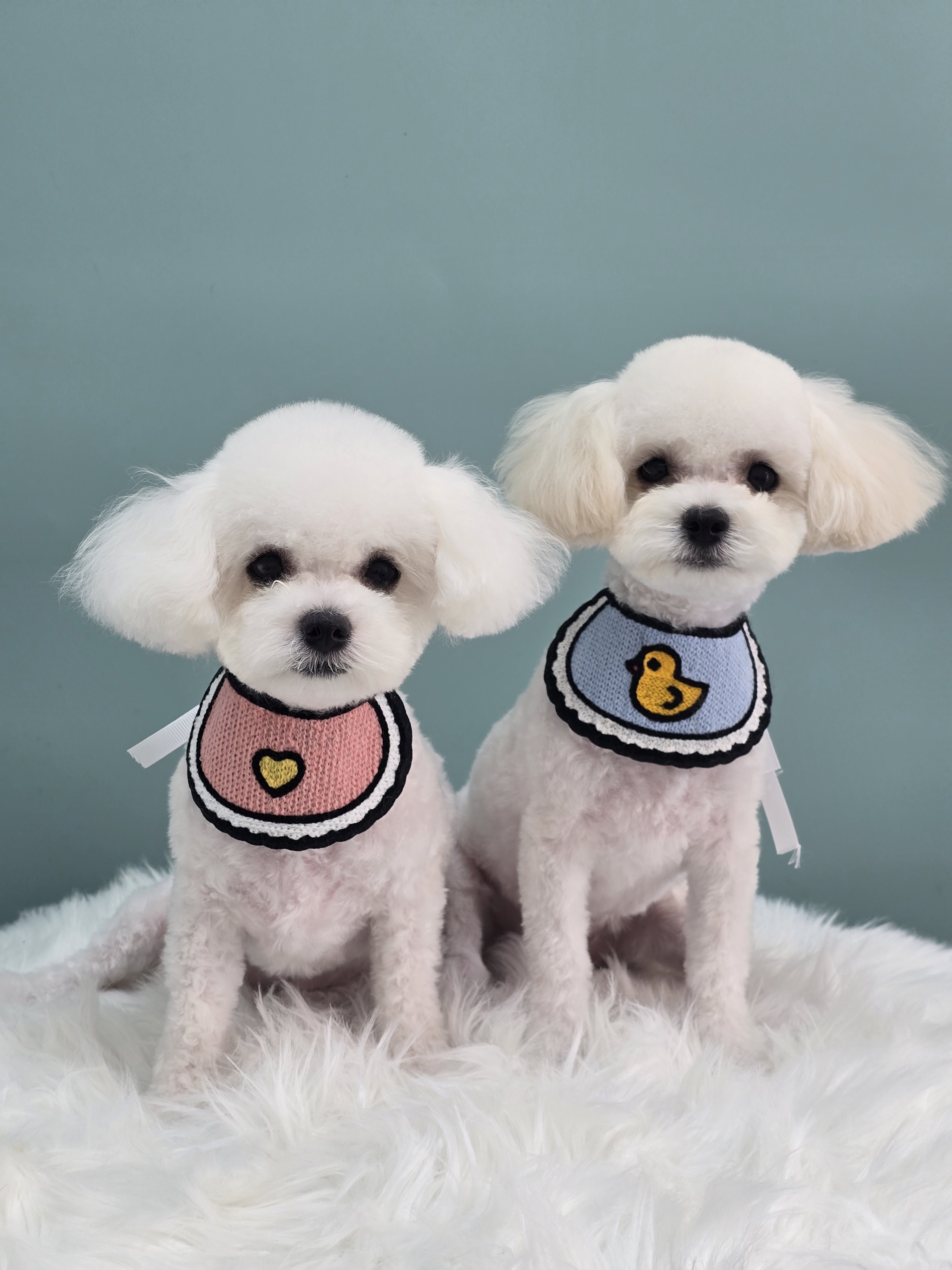 욜랑욜랑 애견미용실 대표 이미지