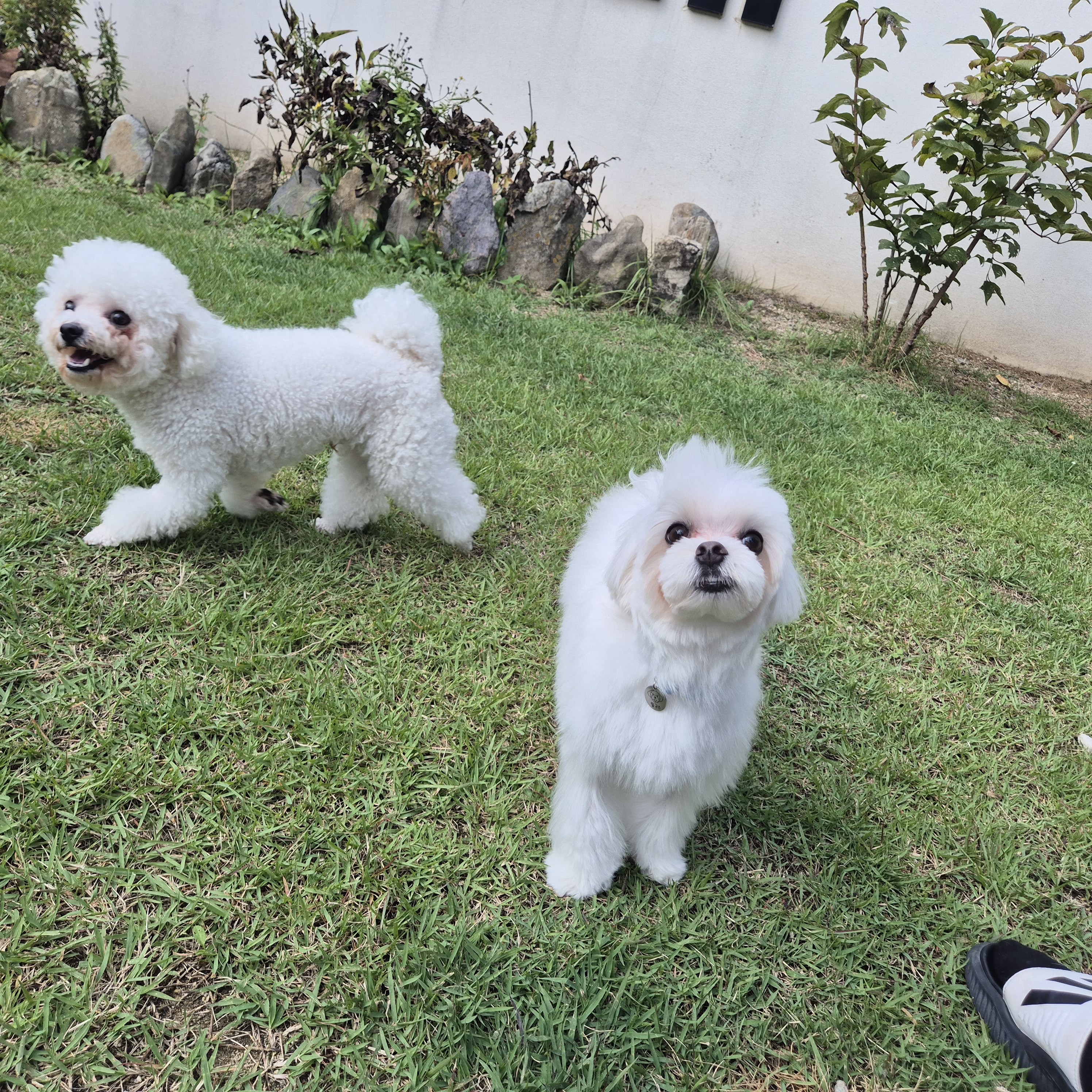 도담 도그루밍 대표 이미지