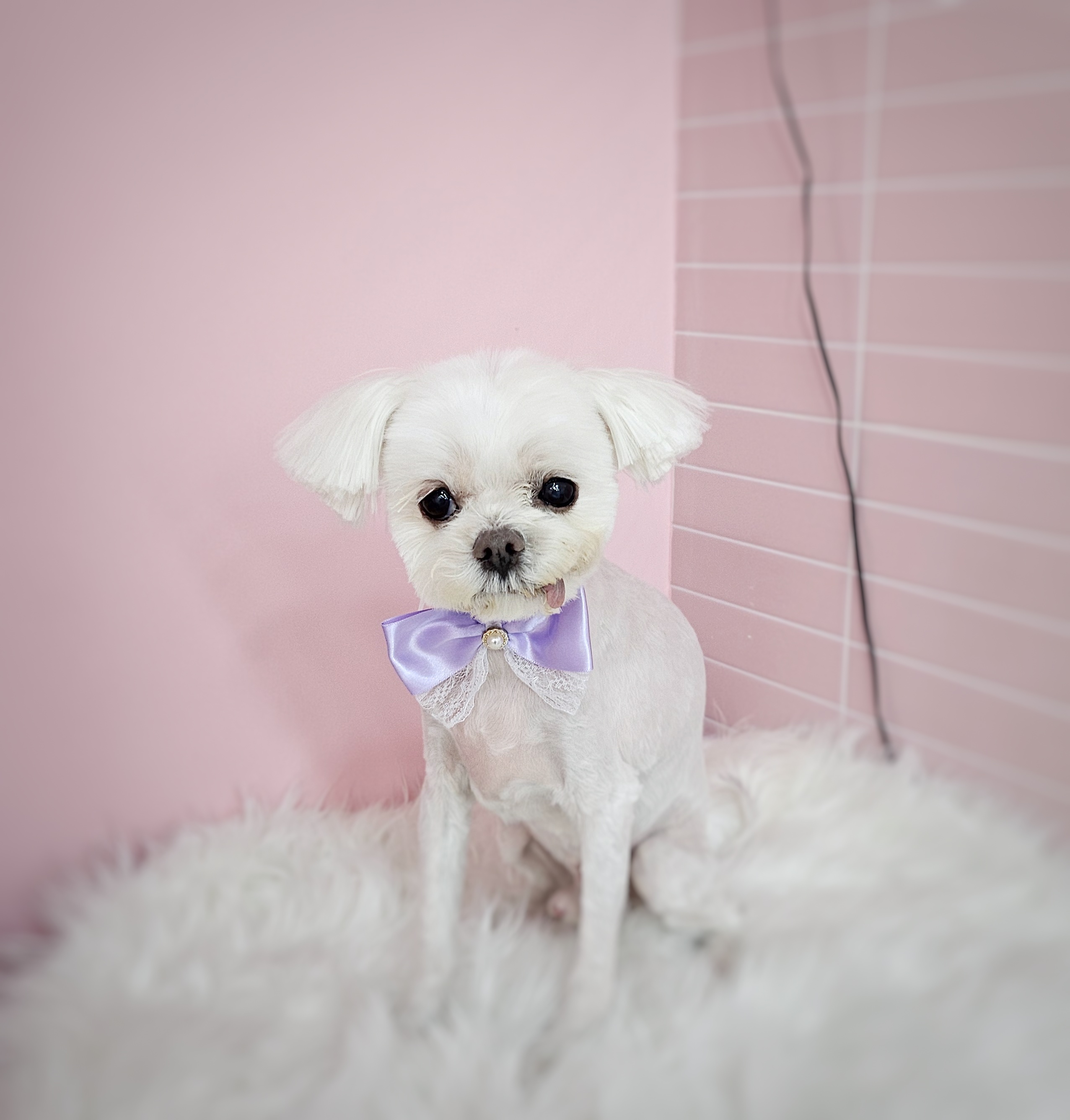 일리그루밍 대표 이미지