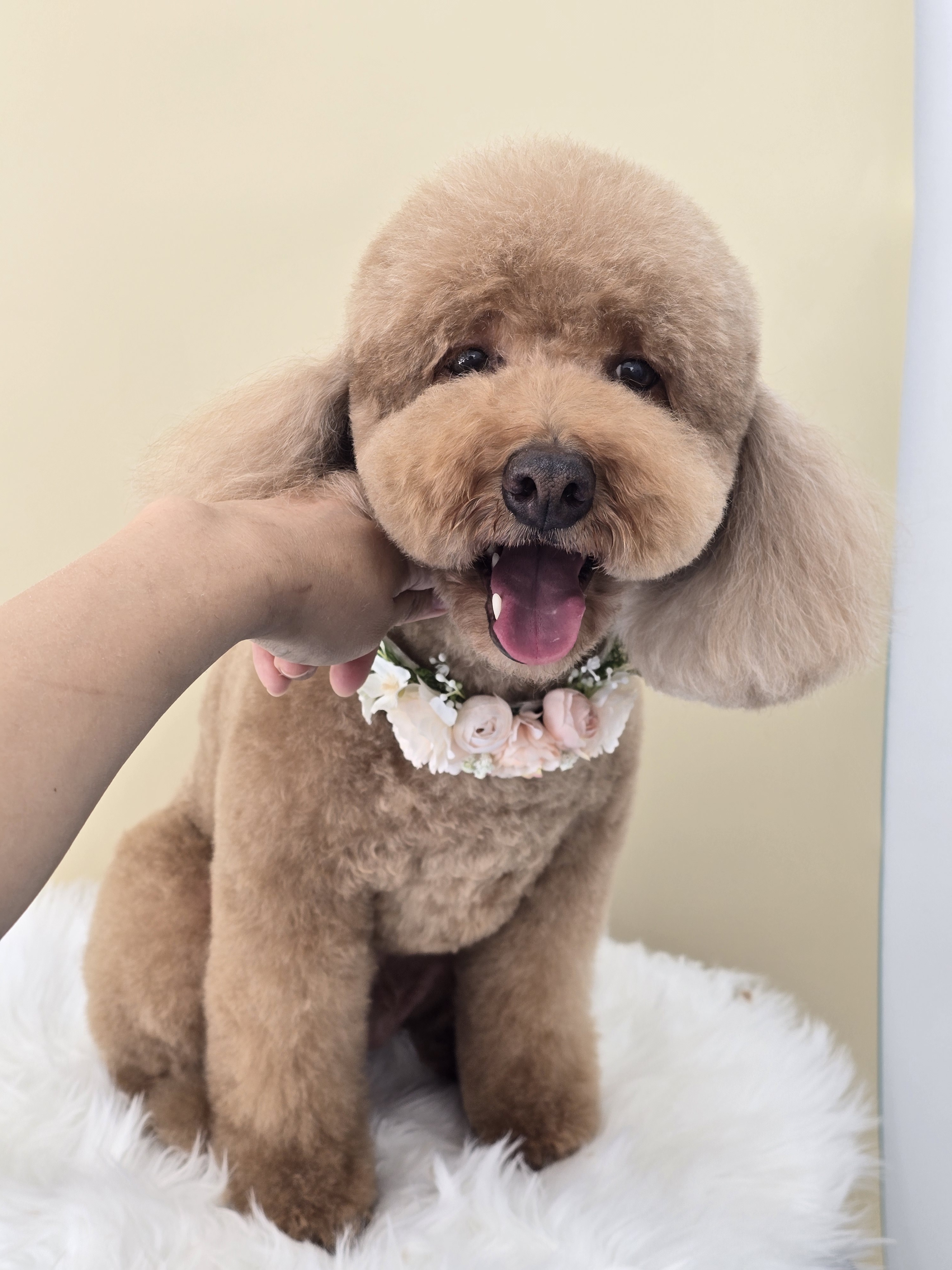 욜랑욜랑 애견미용실 대표 이미지