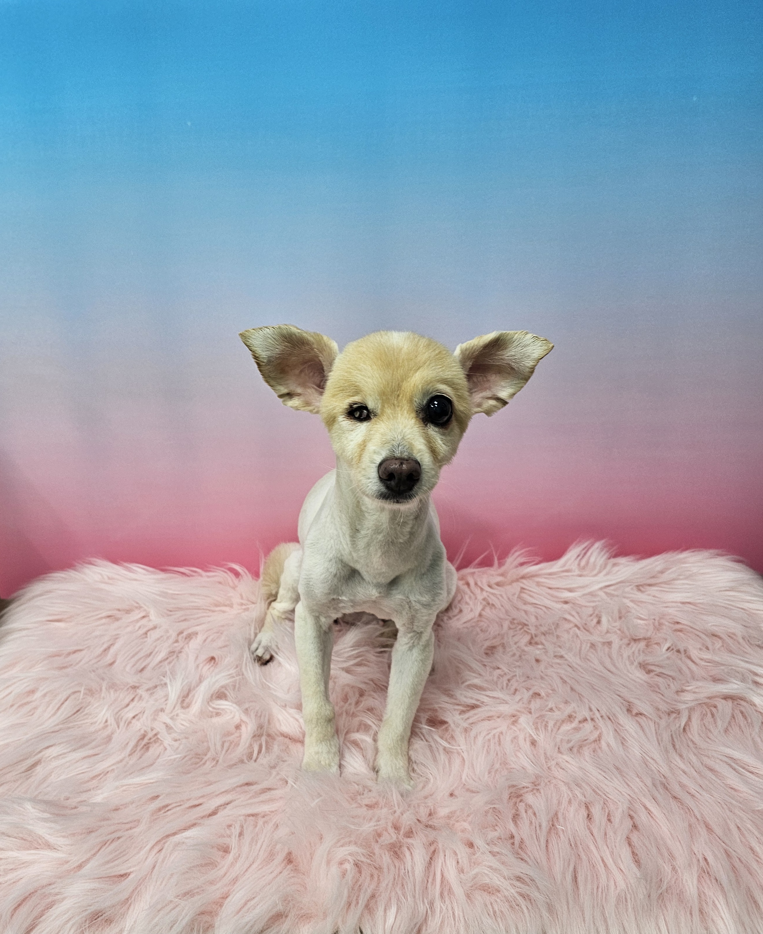 웃개 대표 이미지