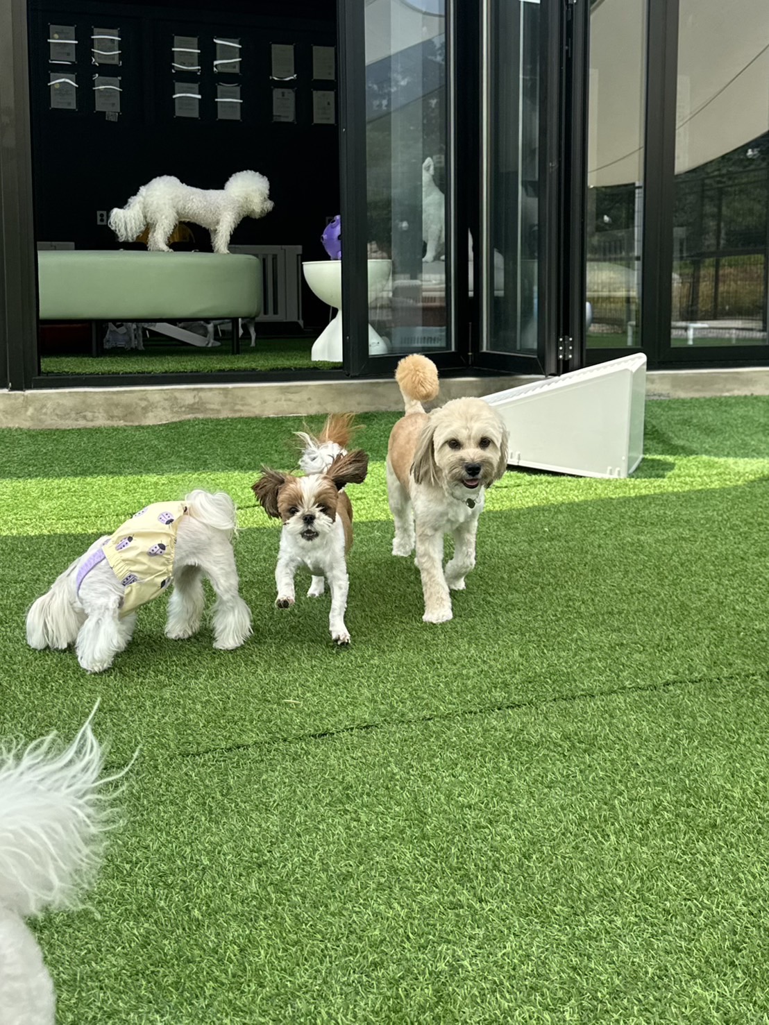 오마이멍멍 강아지유치원&호텔 대표 이미지