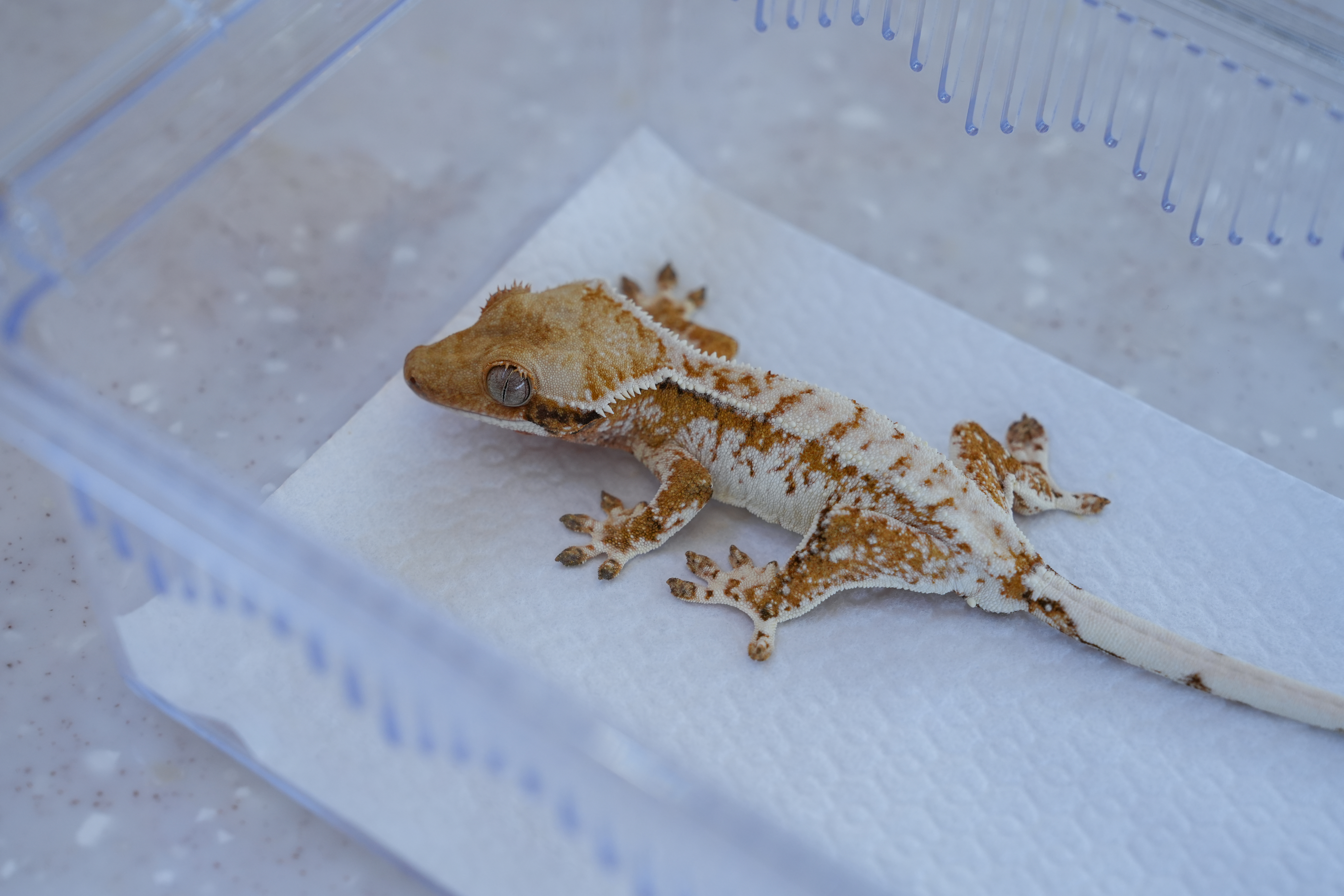 작은도마뱀가게 트리앤팟 대표 이미지