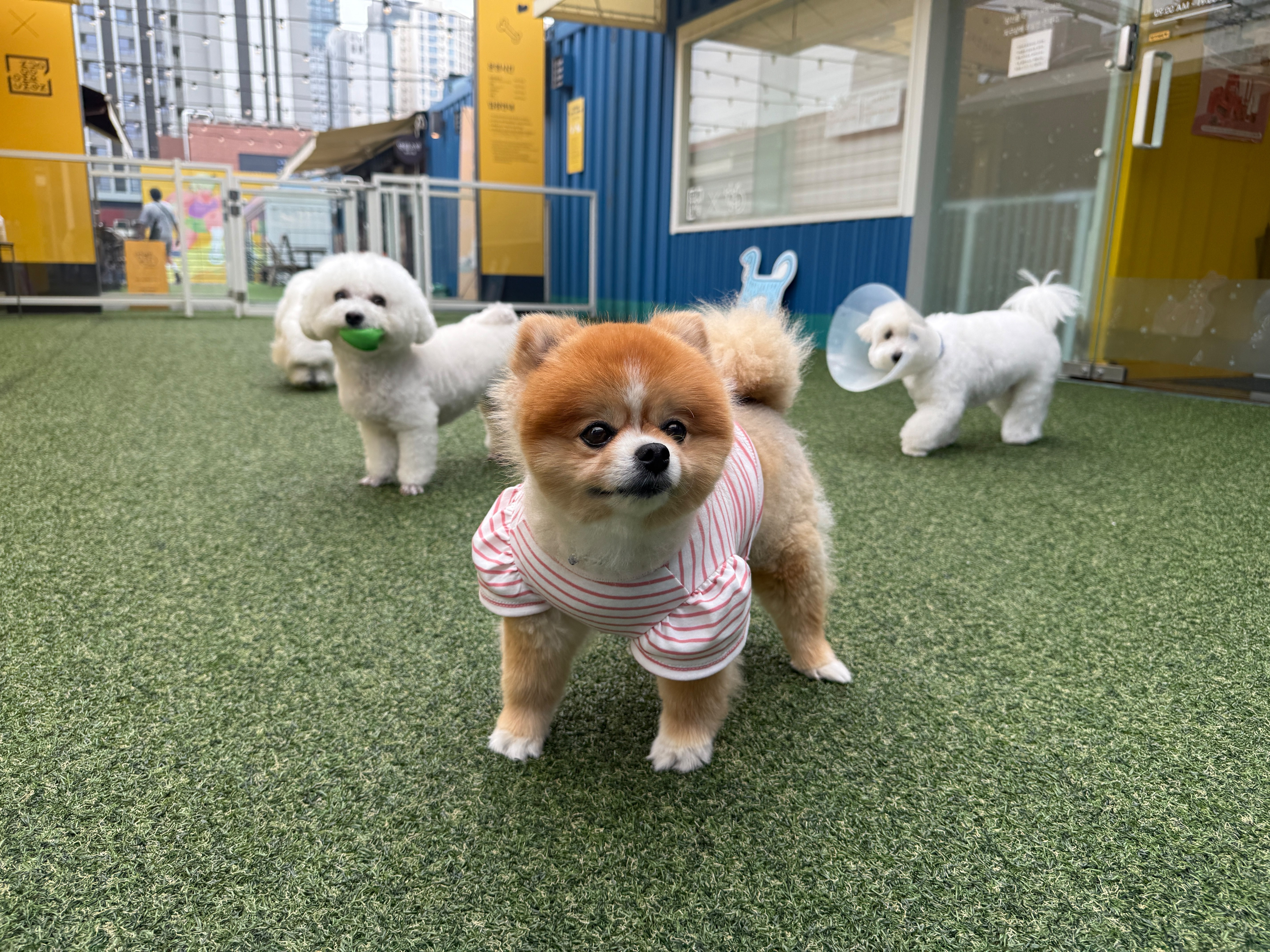 털로덮인친구들 커먼그라운드점 대표 이미지