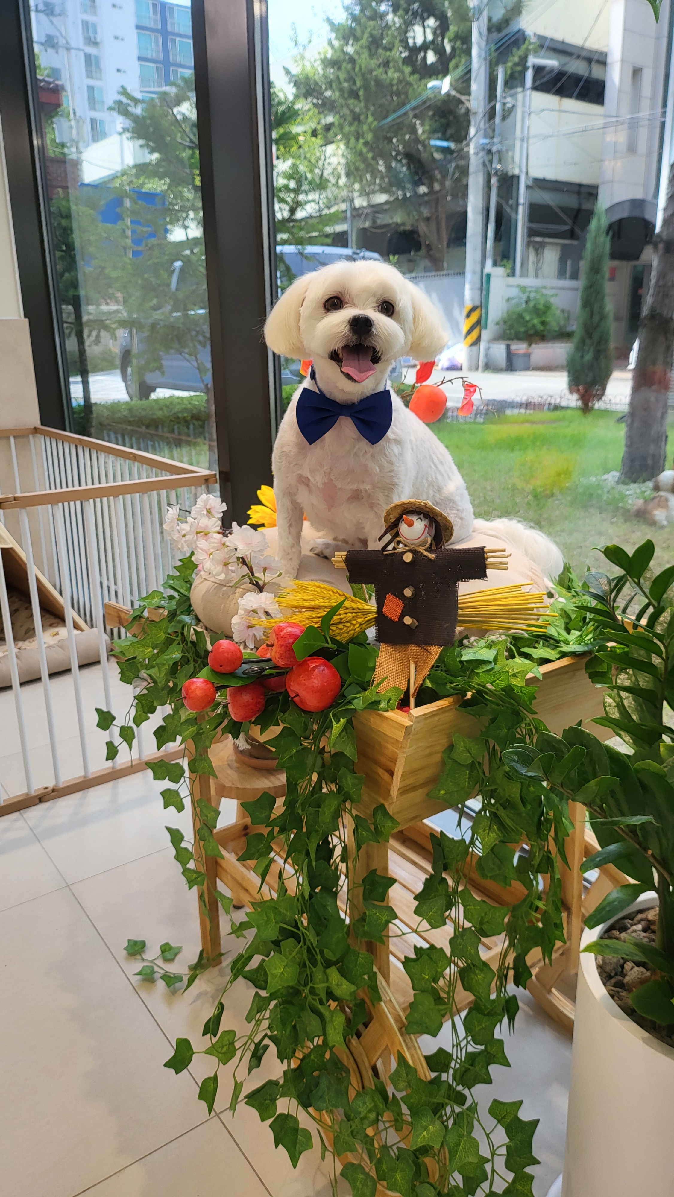 박지은펫살롱 대표 이미지