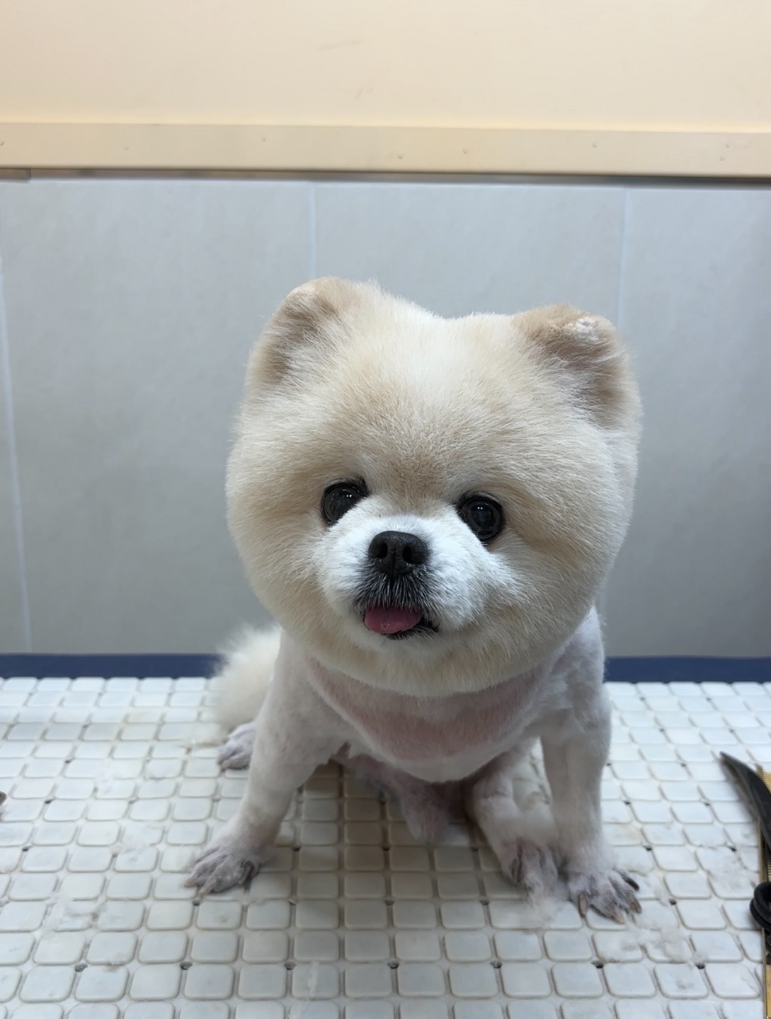 별이알이 댕댕샵 대표 이미지