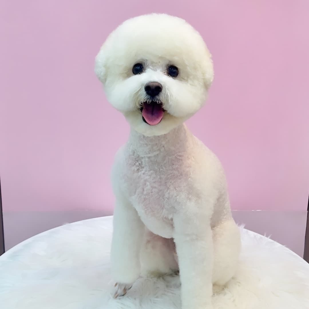 또보개 대표 이미지
