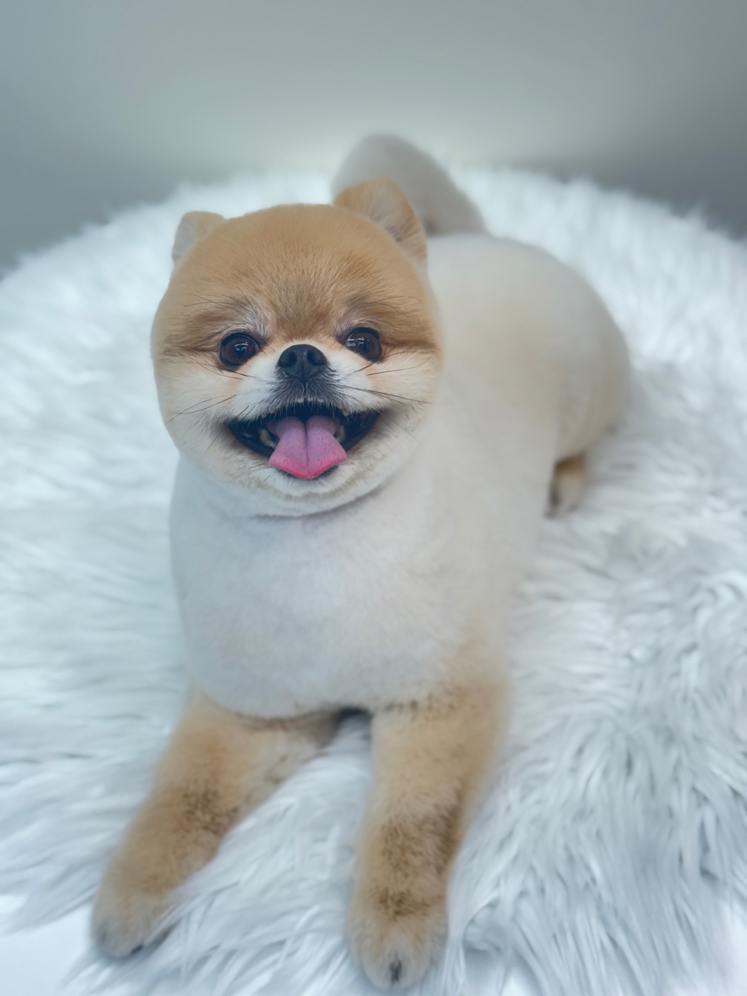 또보개 대표 이미지