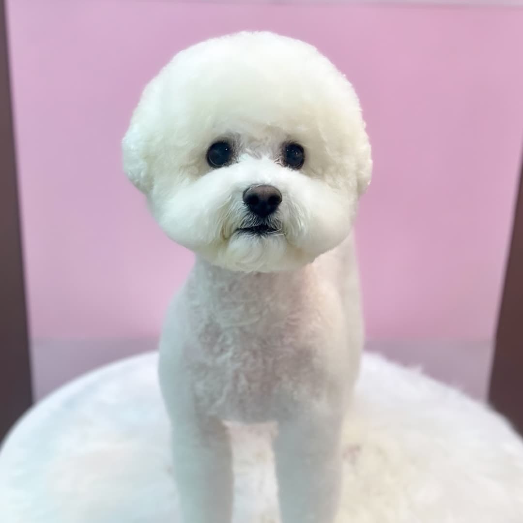 또보개 대표 이미지