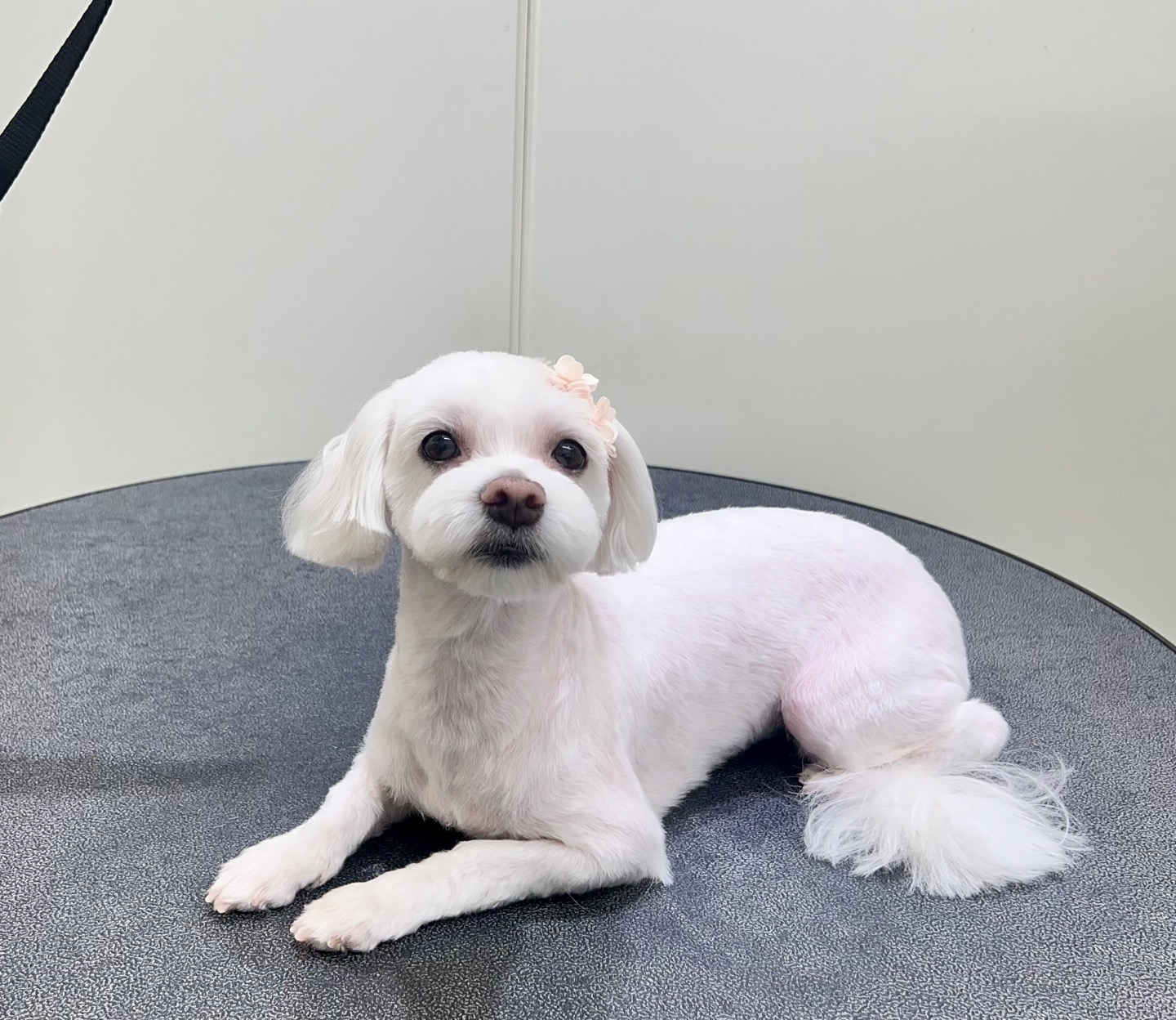 또보개 대표 이미지