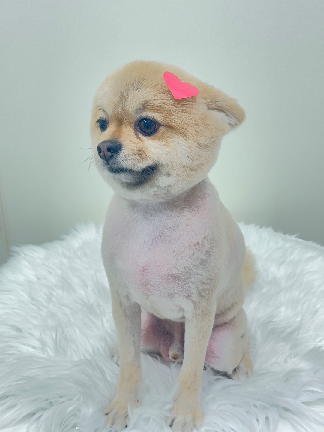 또보개 대표 이미지