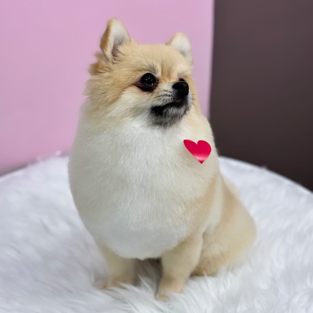 또보개 대표 이미지