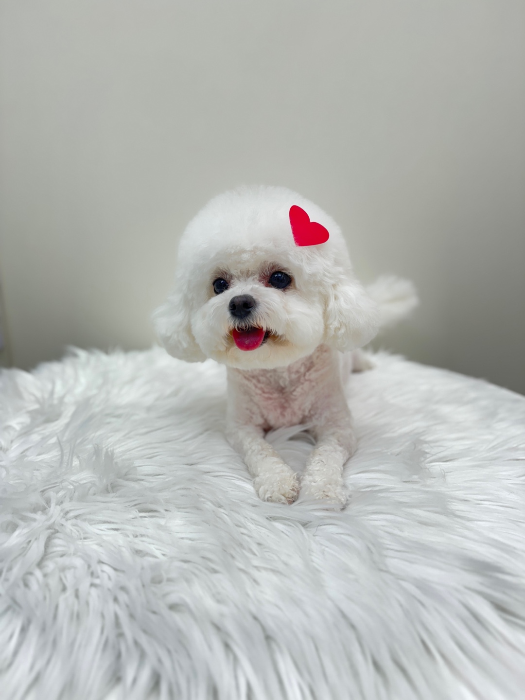 또보개 대표 이미지