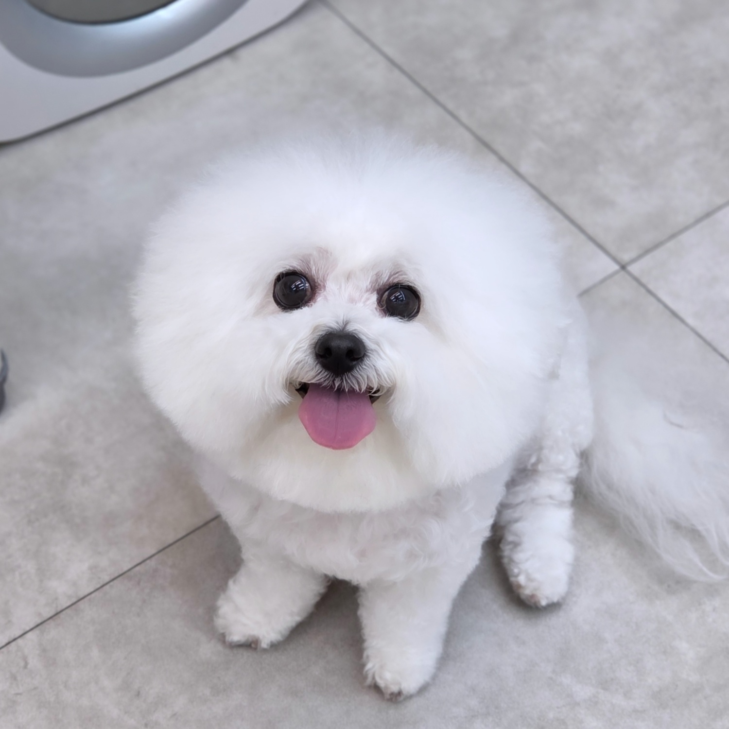 하이멍애견카페 3