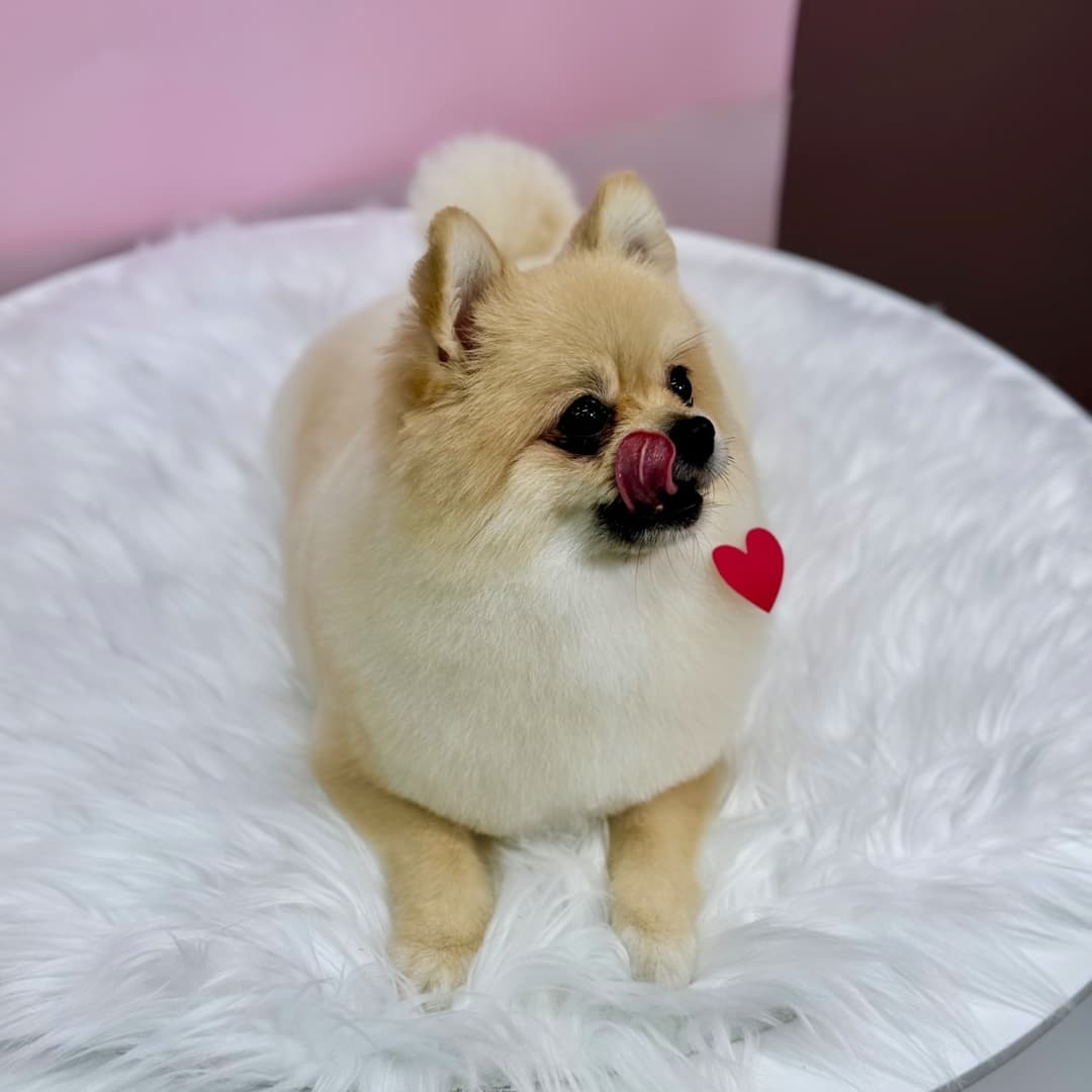 또보개 대표 이미지