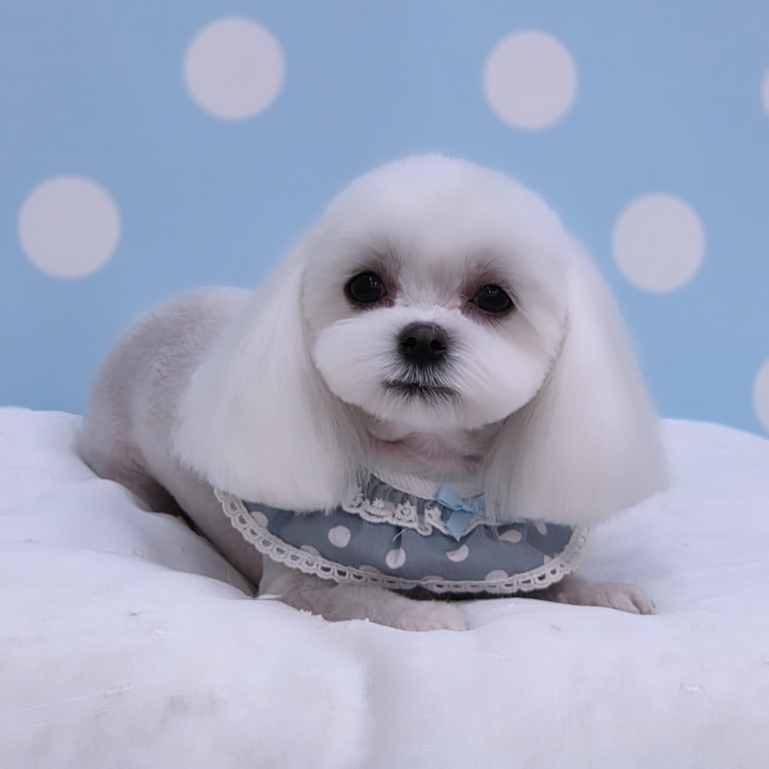 하이멍애견카페 2