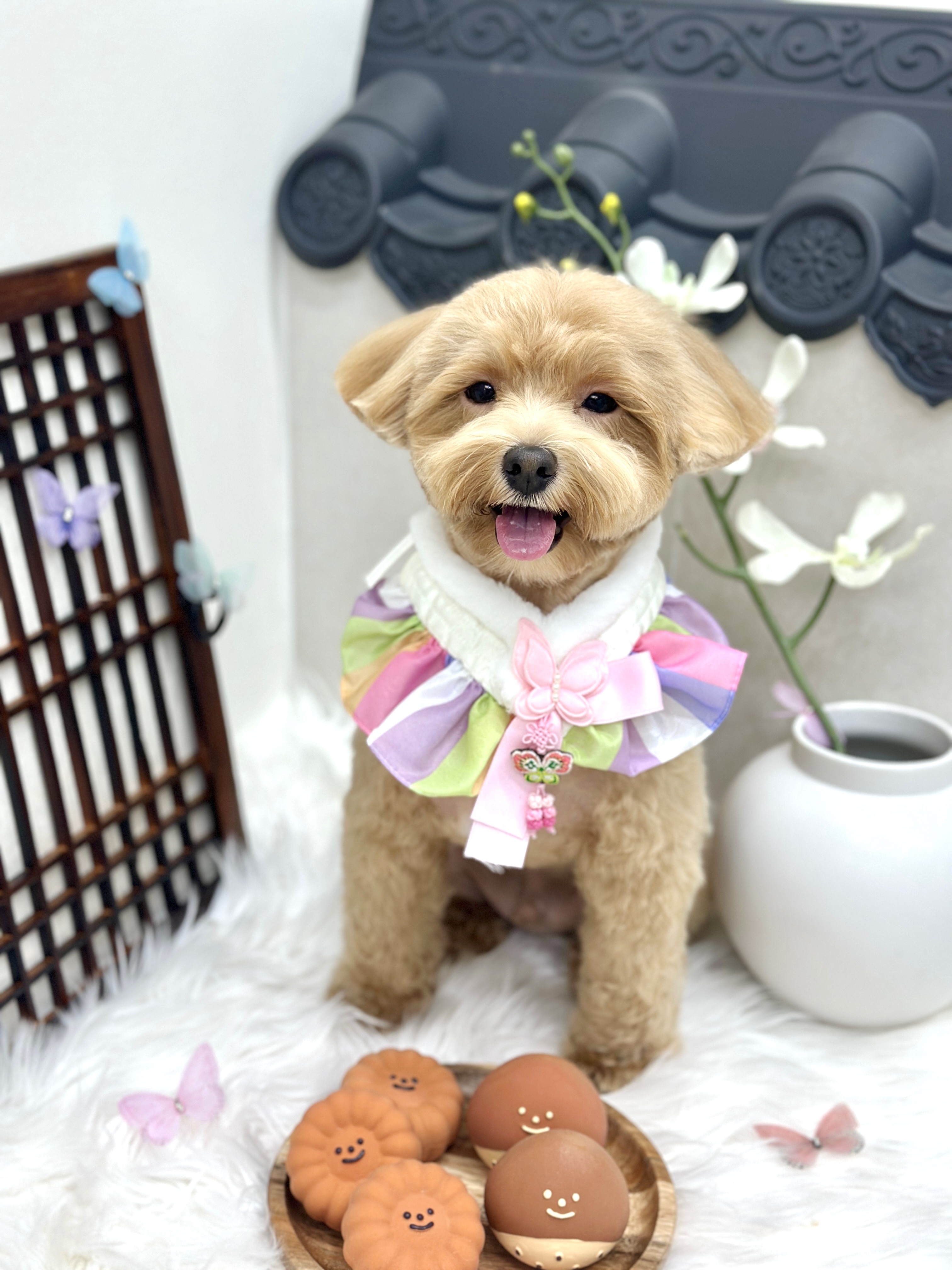 디어마이퍼피 대표 이미지