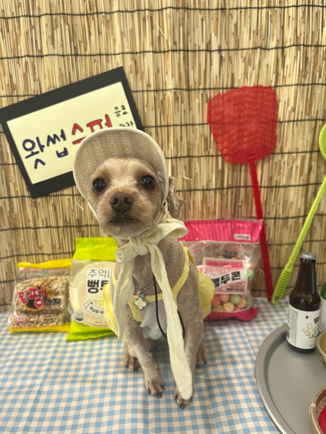 왓썹독 대표 이미지