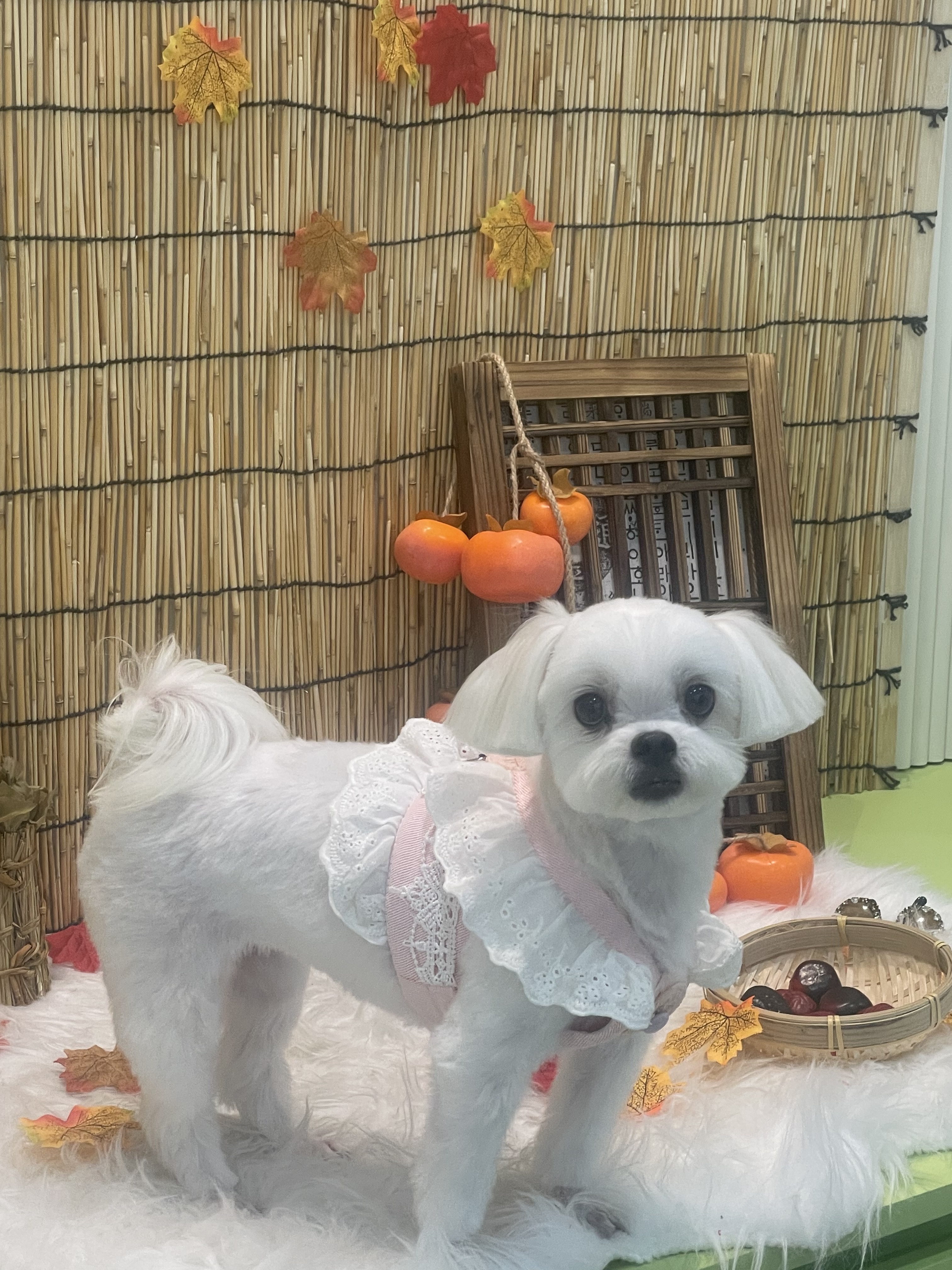 강새이 대표 이미지