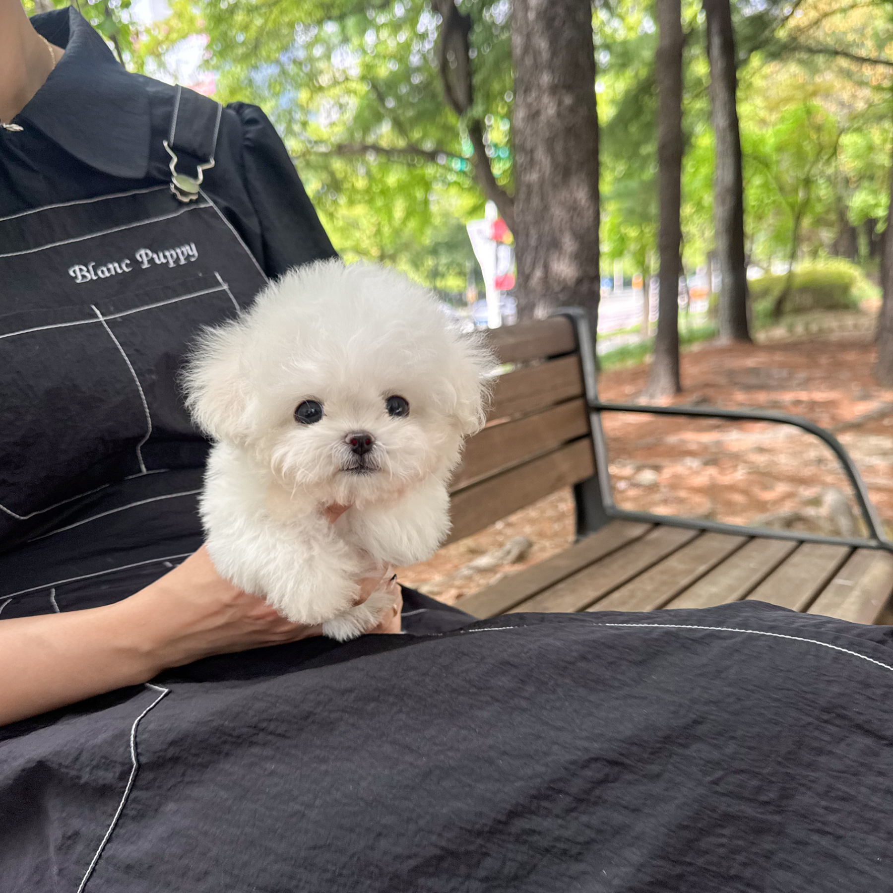 블랑퍼피 대전강아지 본점 대표 이미지