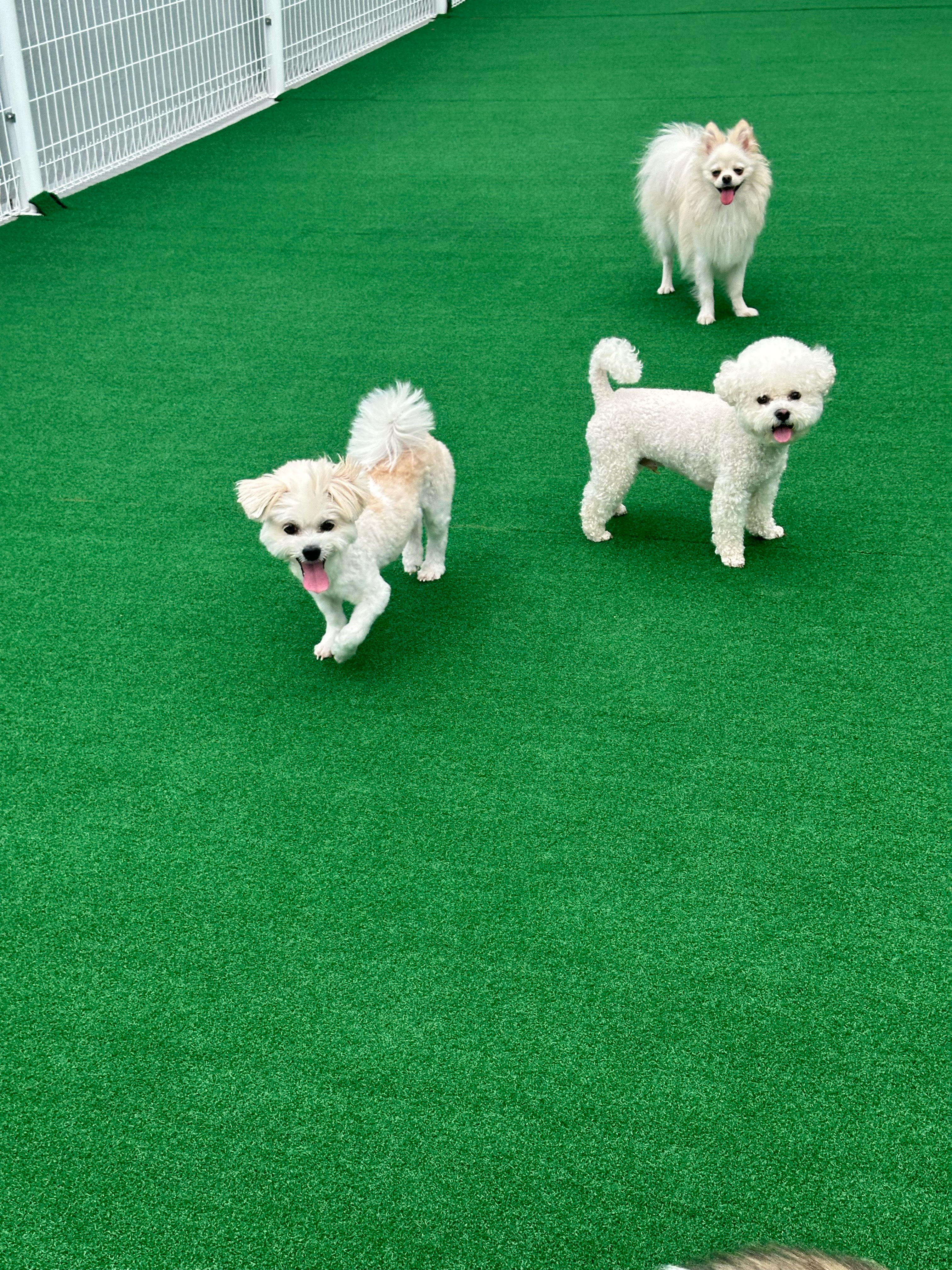 살랑살랑하개 대표 이미지