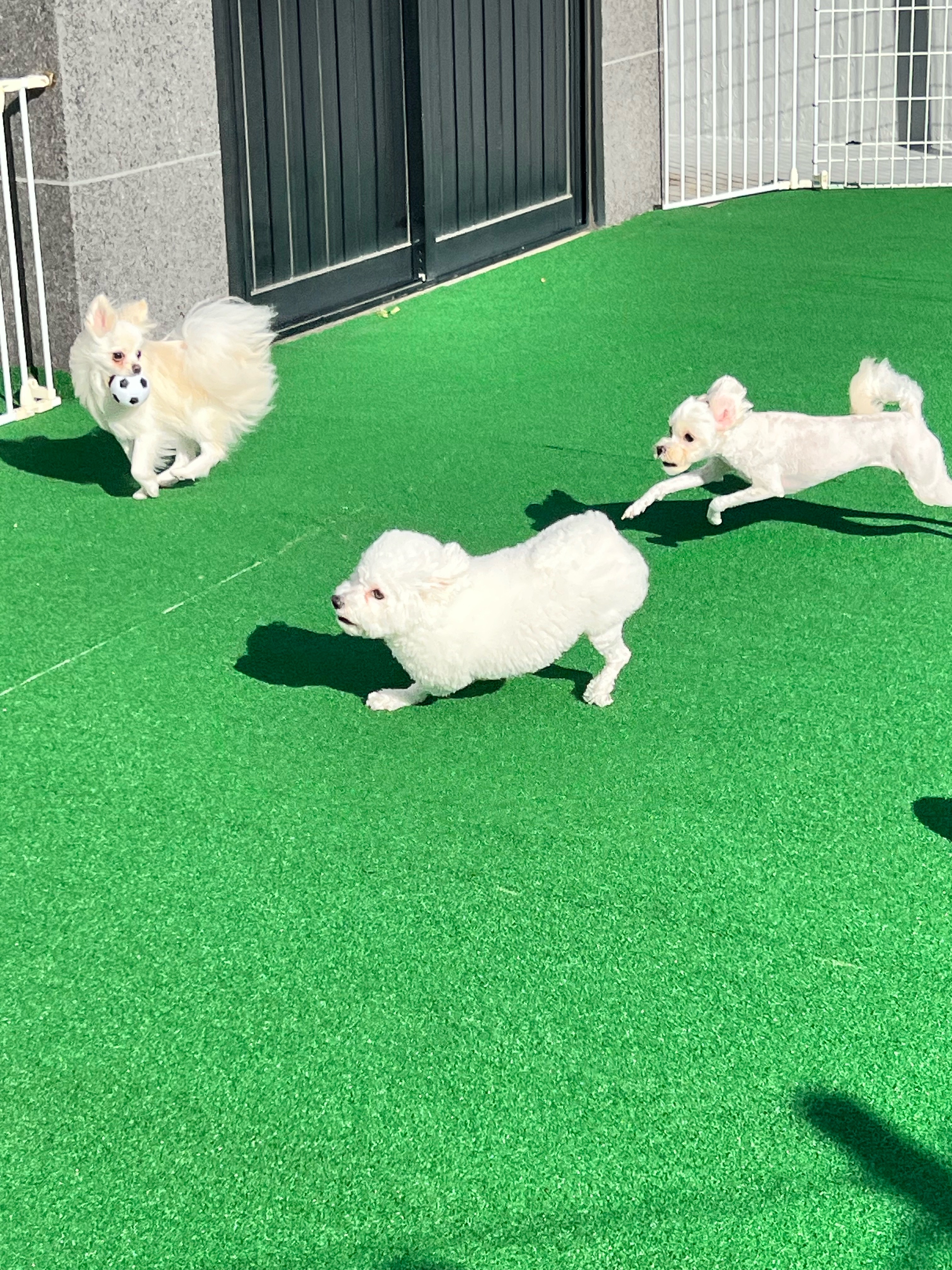 살랑살랑하개 대표 이미지