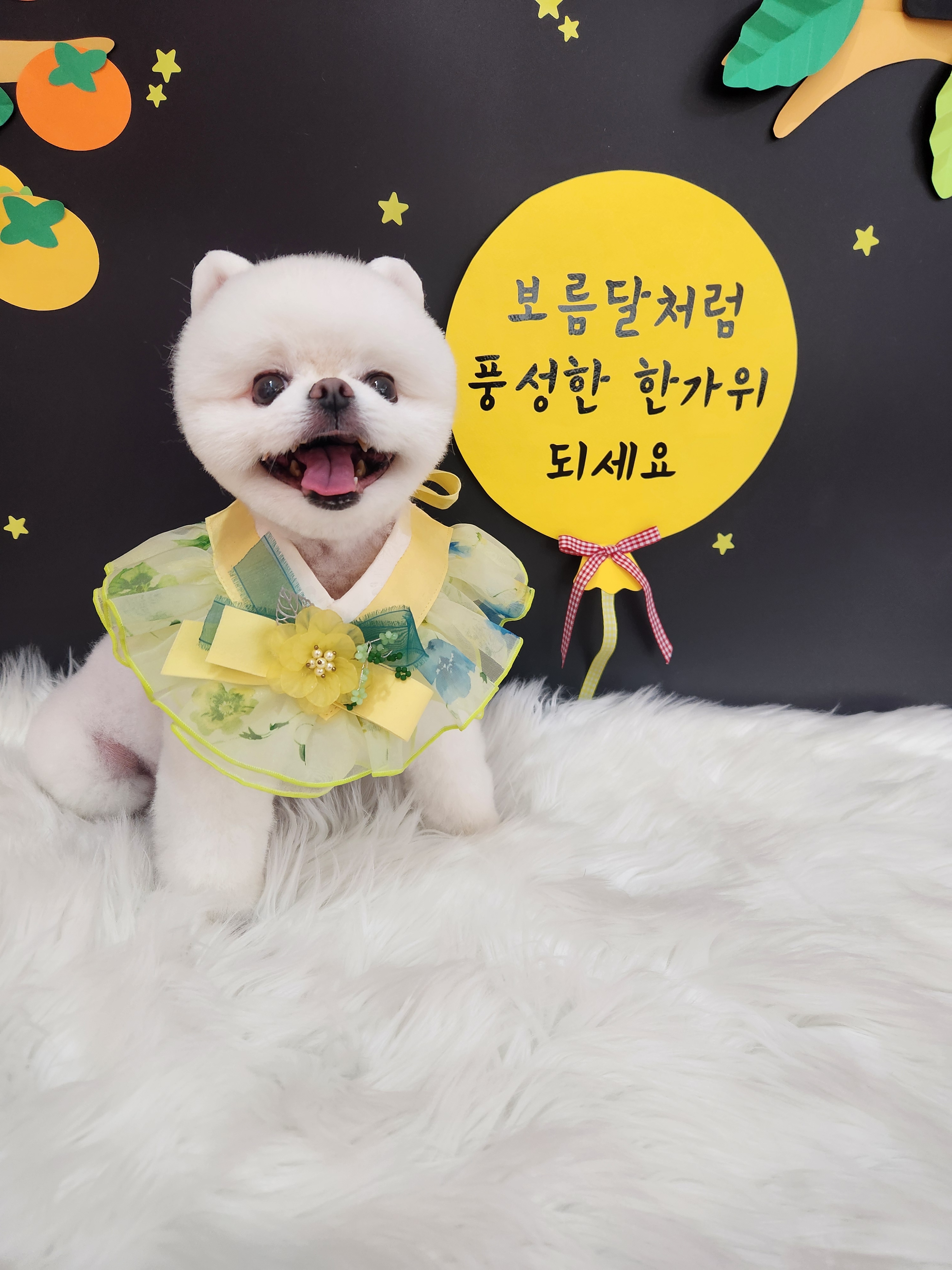 복이네도그살롱 대표 이미지