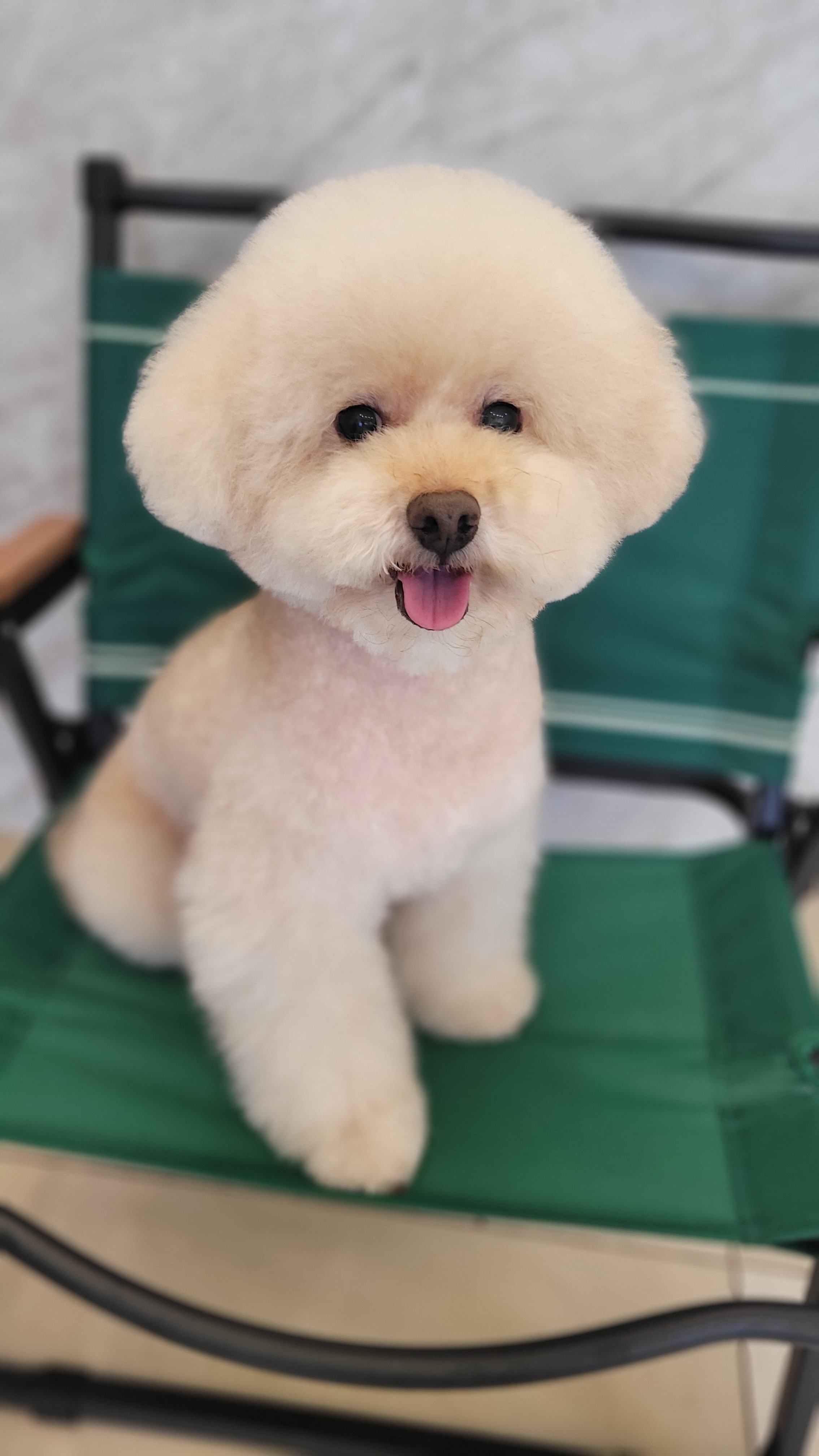 해피독 대표 이미지