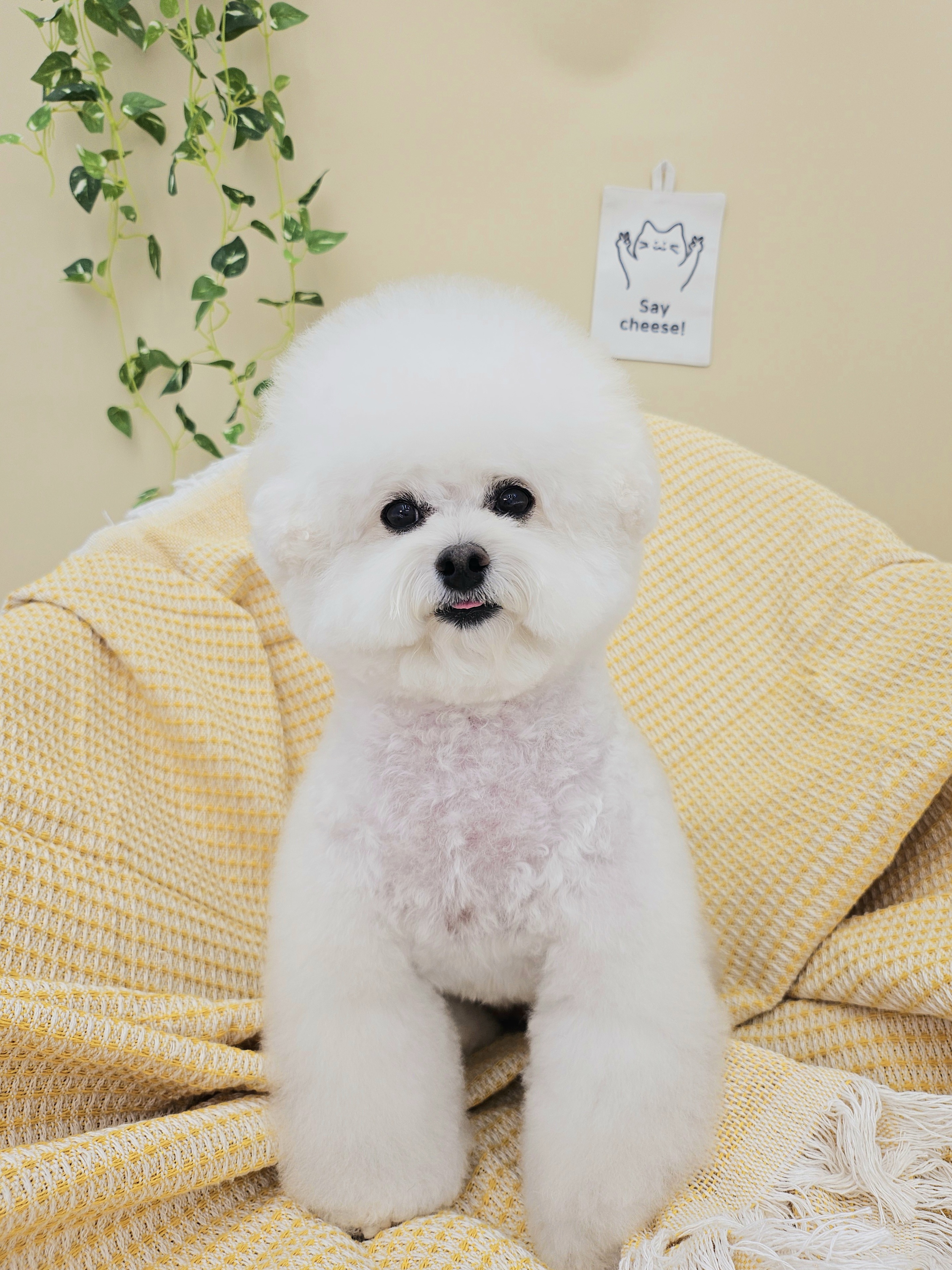 커몽 그루밍 대표 이미지