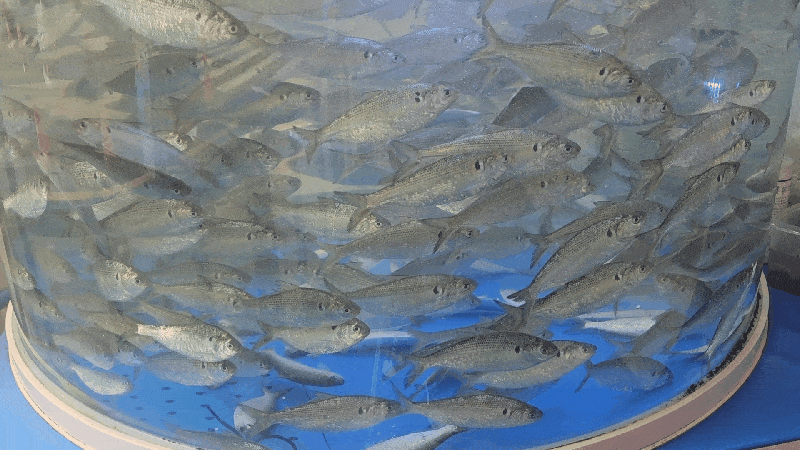 총각네횟집 다산본점 사진 2