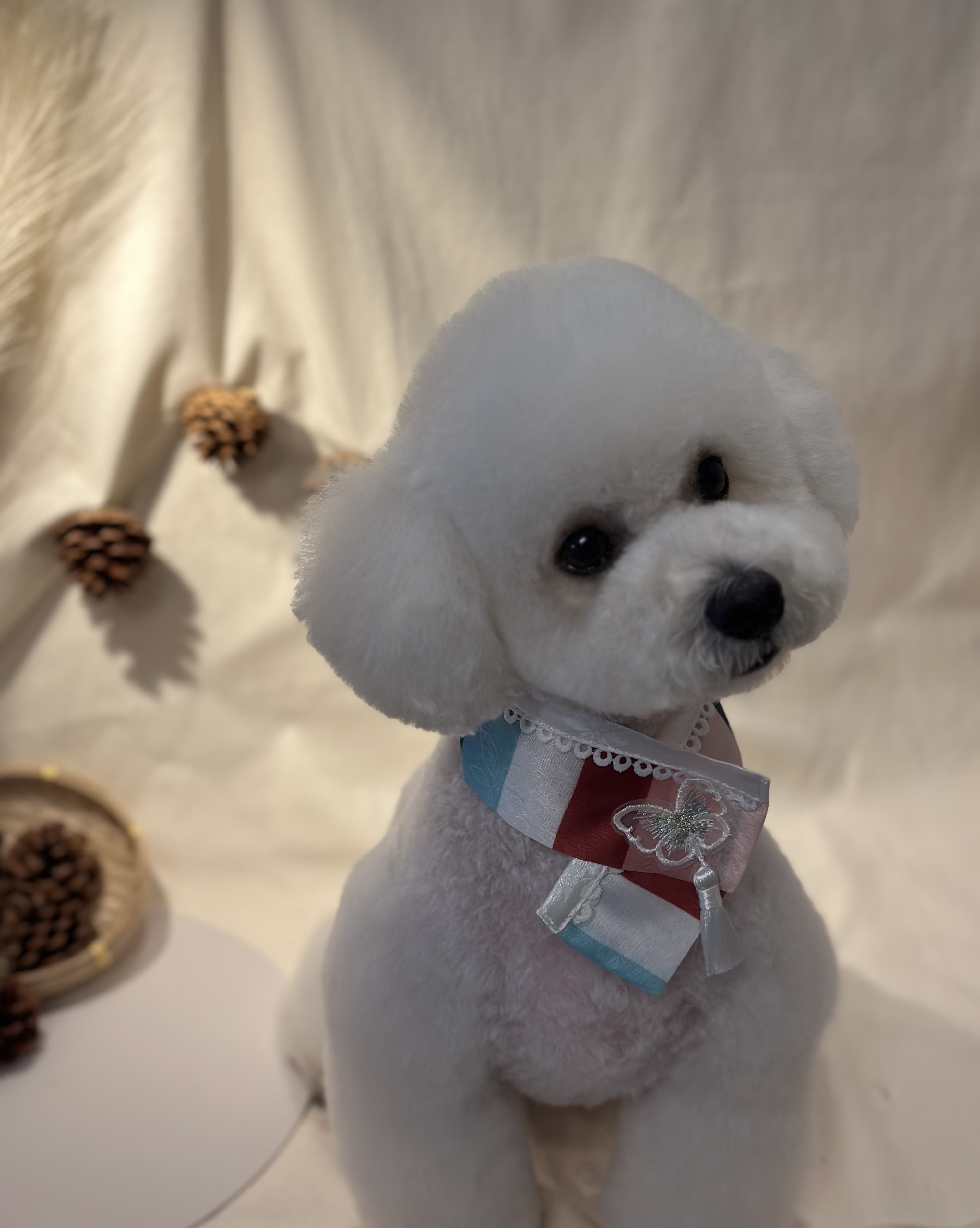 멍탕멍컷 해운대 강아지 애견미용실