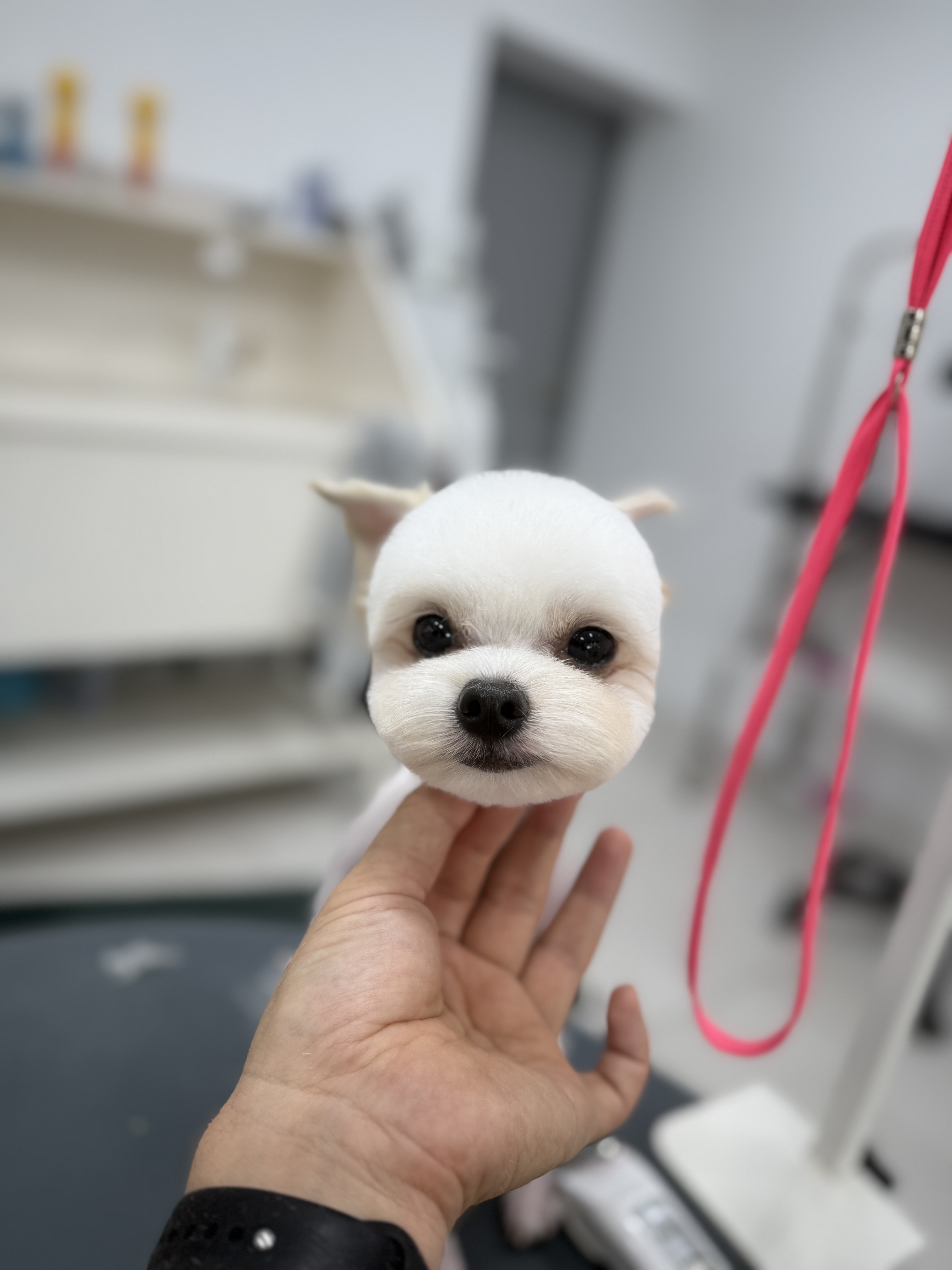 파파독 동해 이미지
