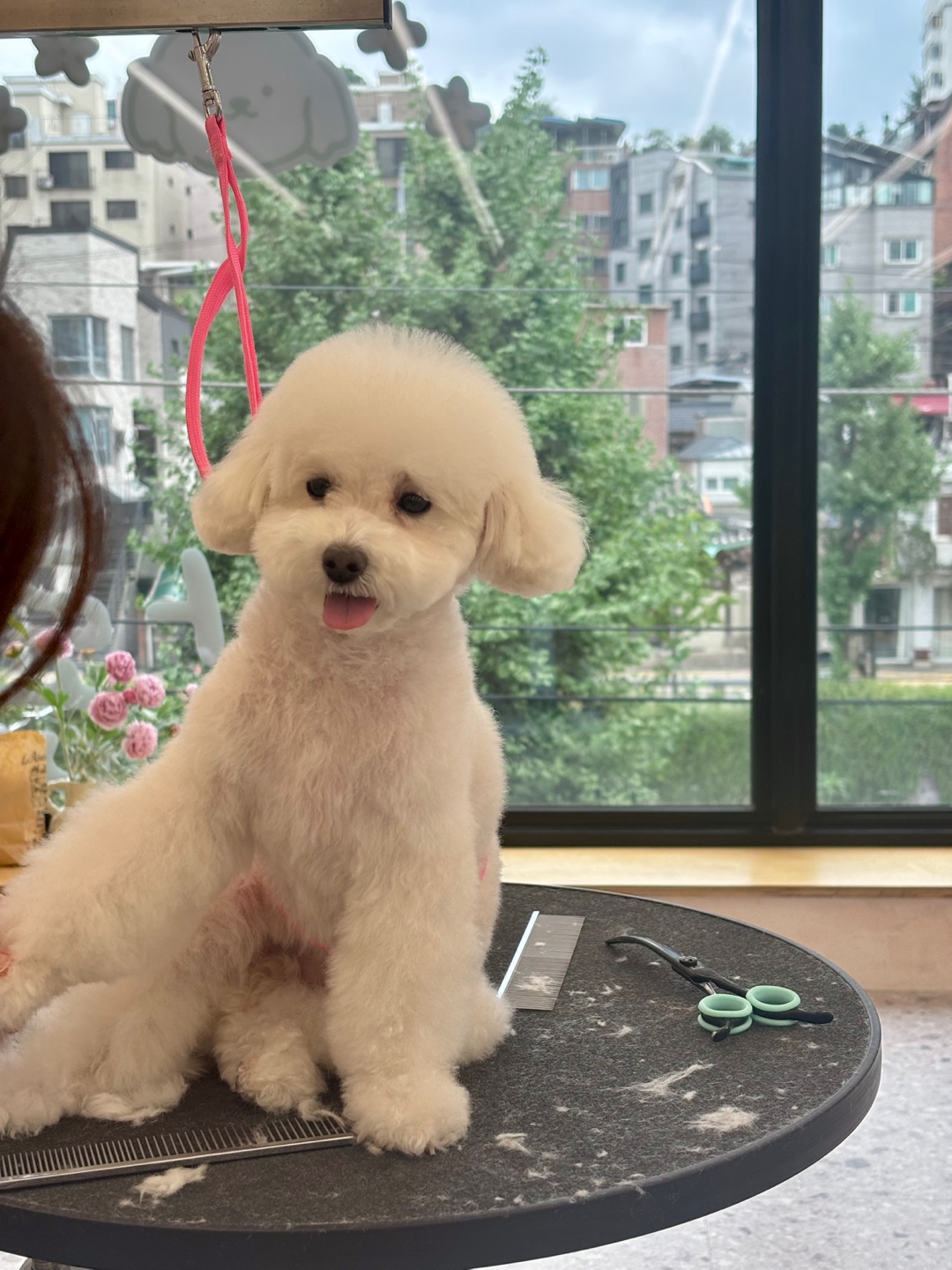 모이펫살롱 대표 이미지