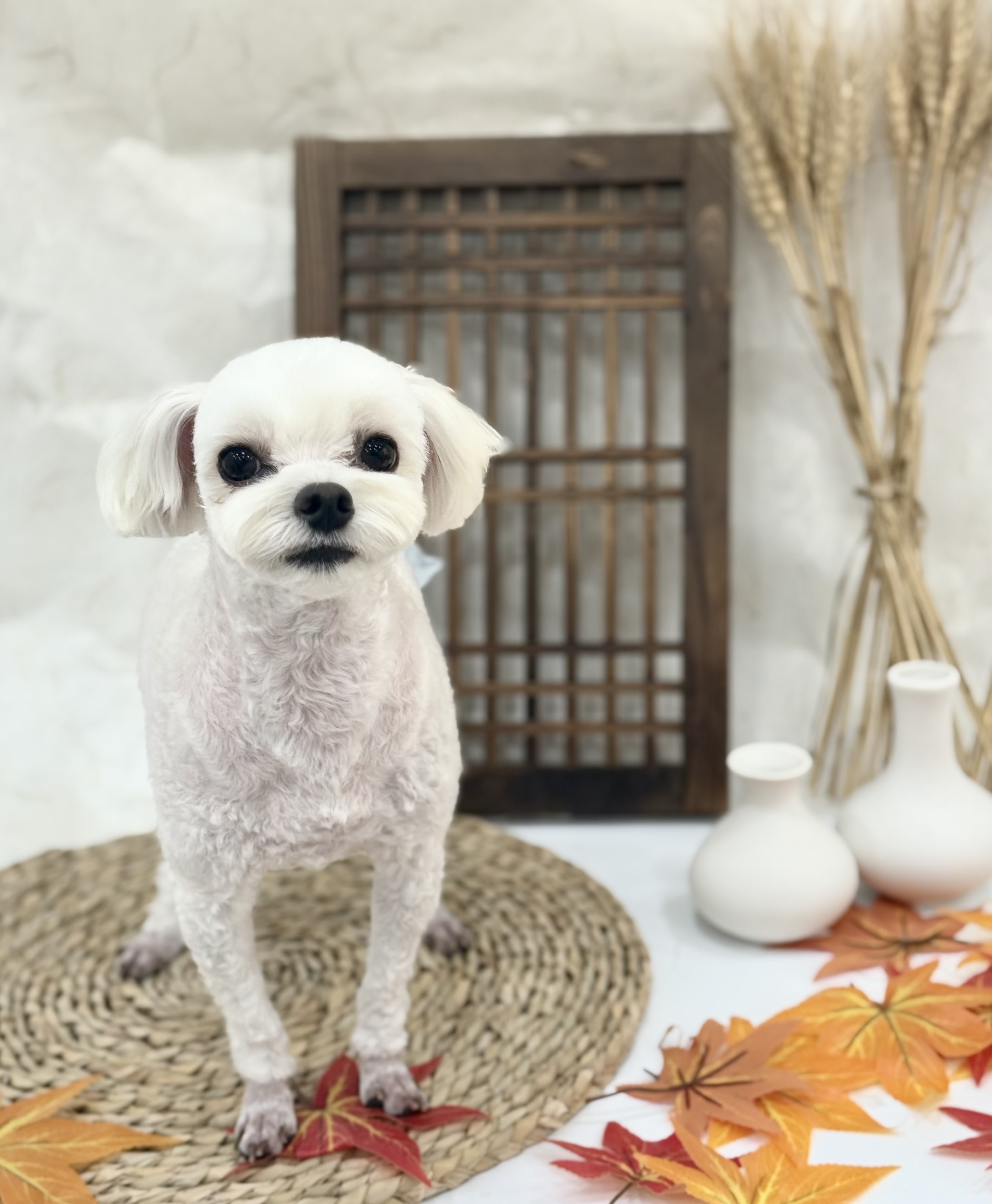 파인독 애견미용&호텔&유치원 대표 이미지