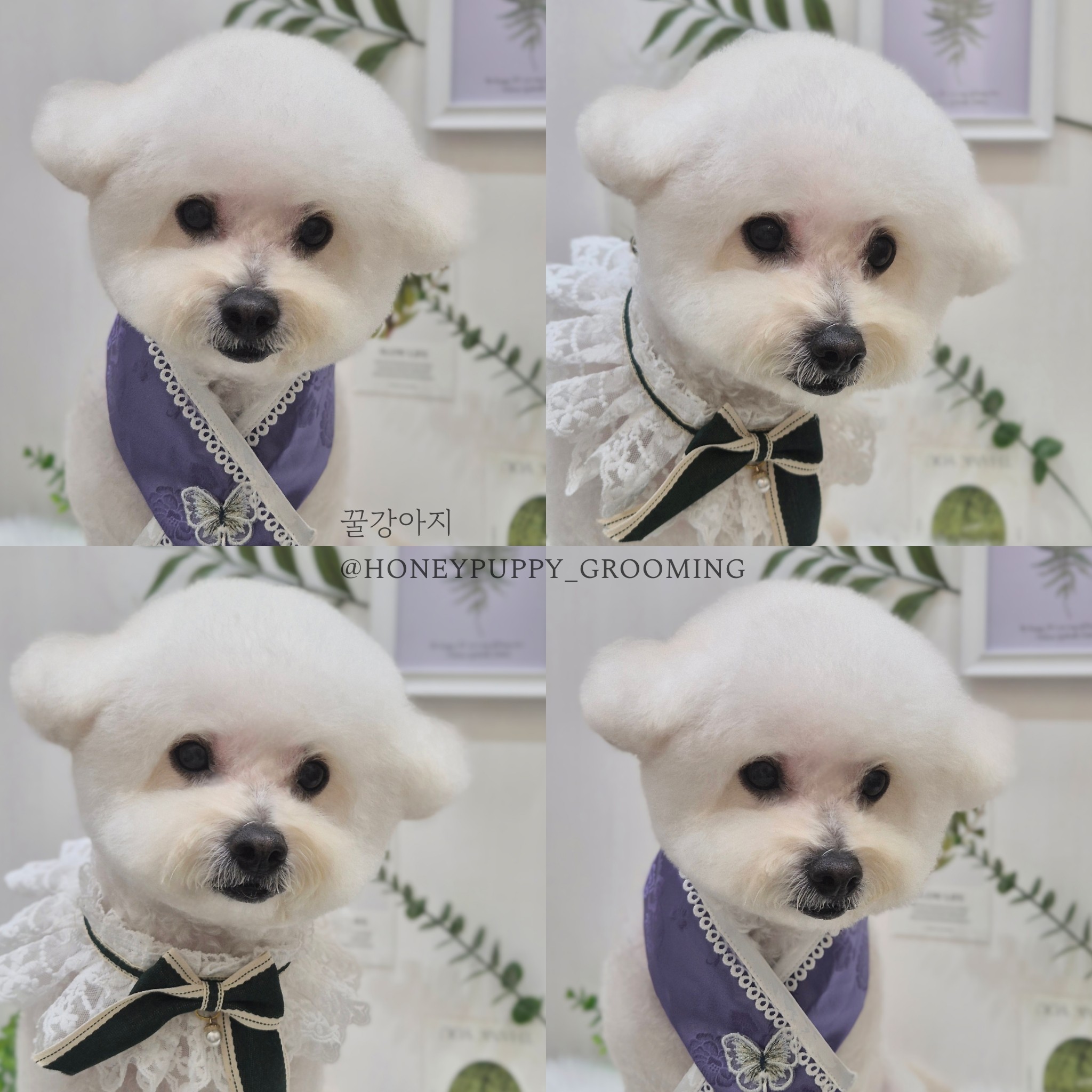 꿀강아지 대표 이미지