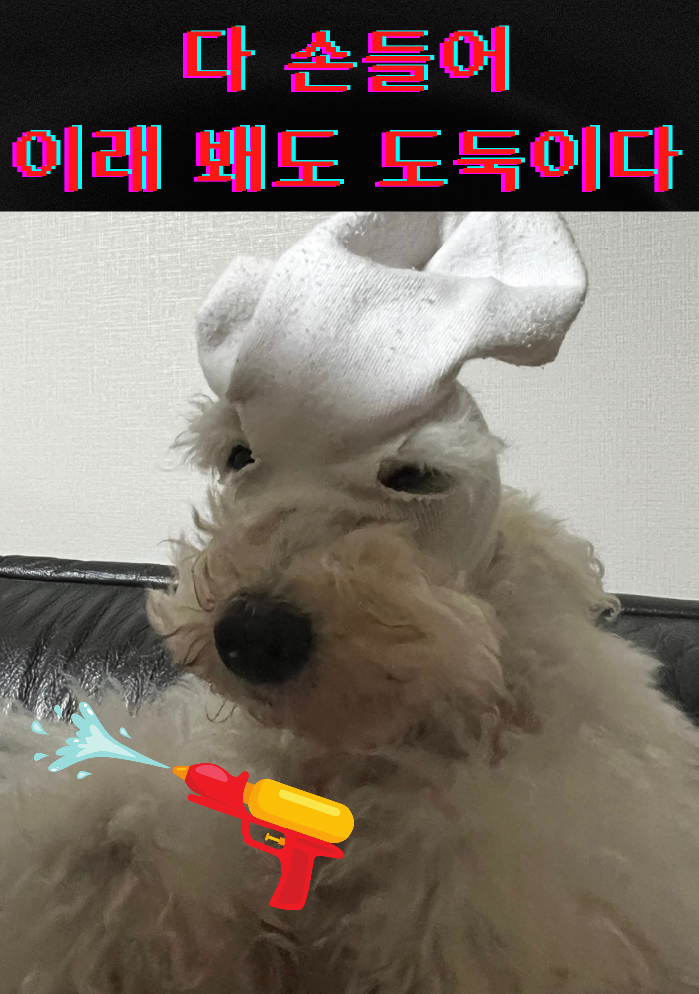 하울리우드 애견유치원 반려동물 동반 애견카페
