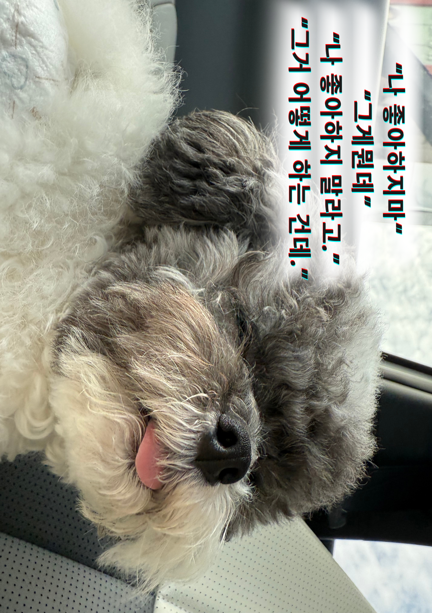 하울리우드 애견유치원 3