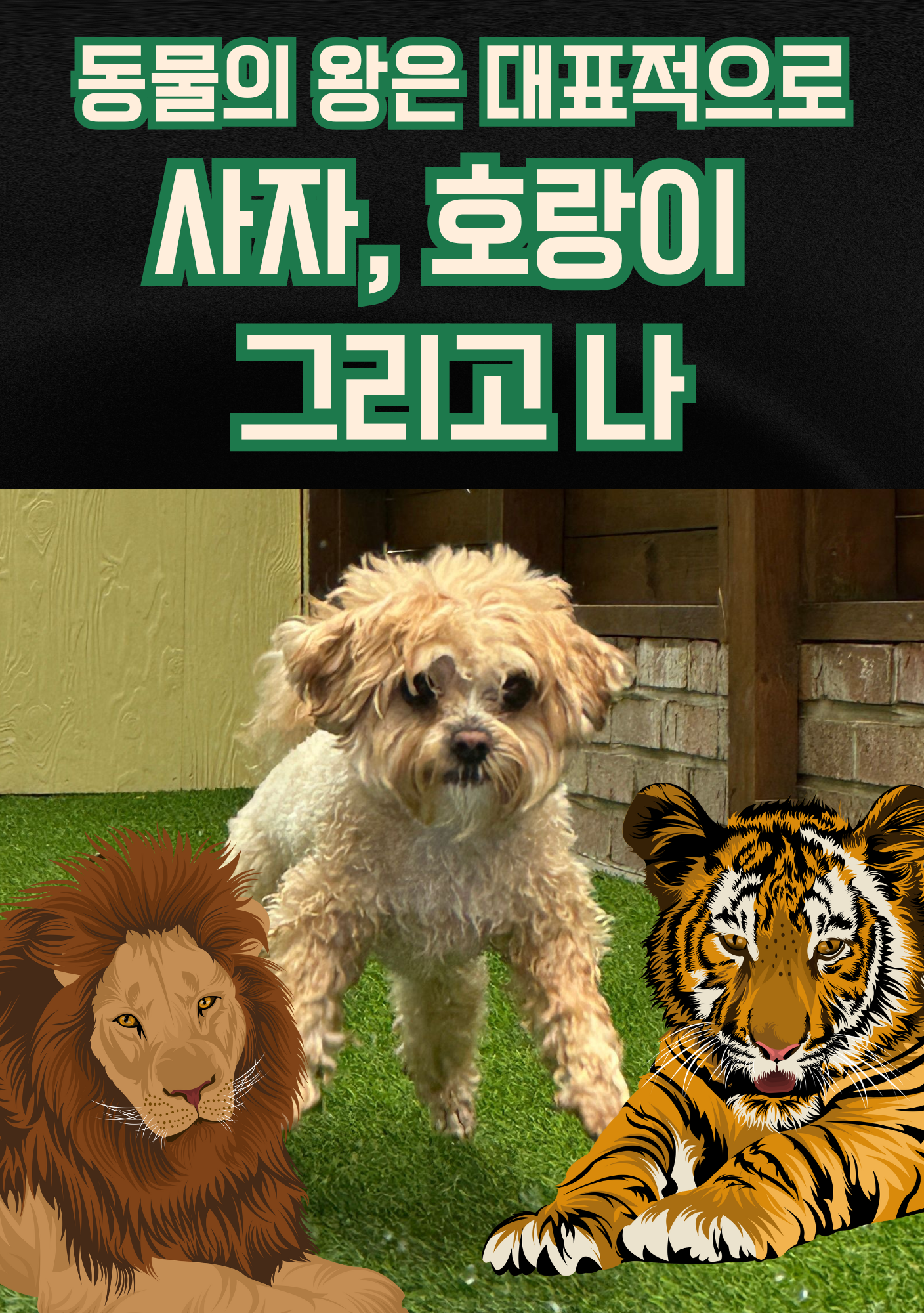 하울리우드 애견유치원 2