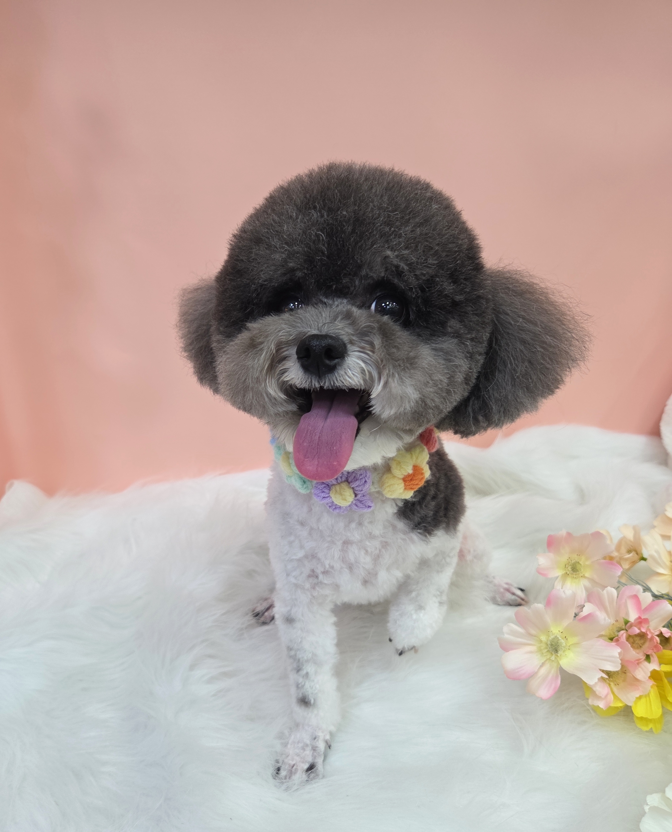 강아지소풍 대표 이미지