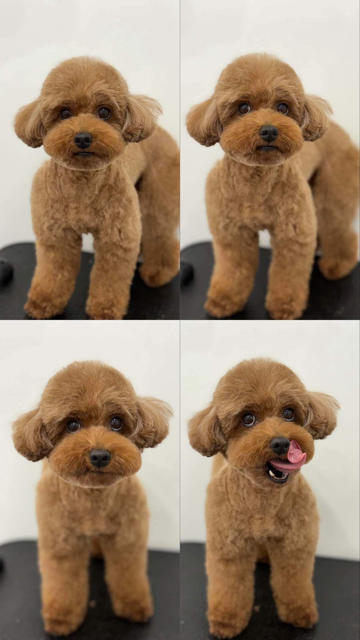 댕살롱 대표 이미지