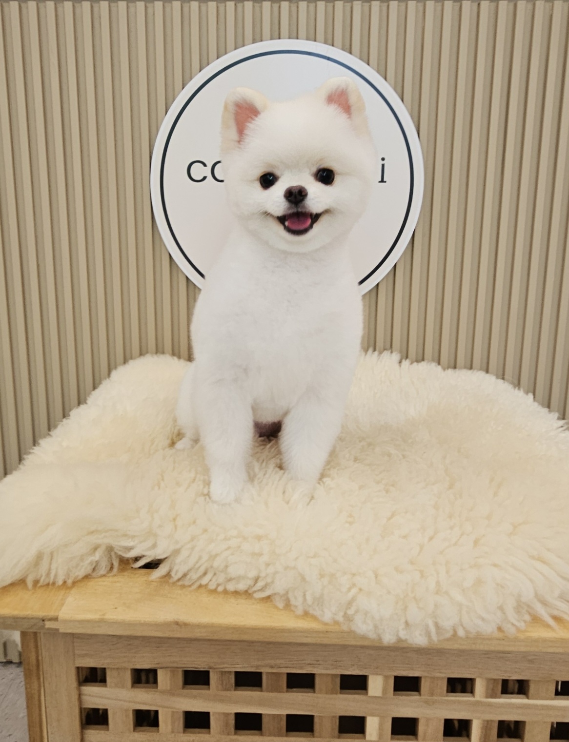 코코마리 대표 이미지