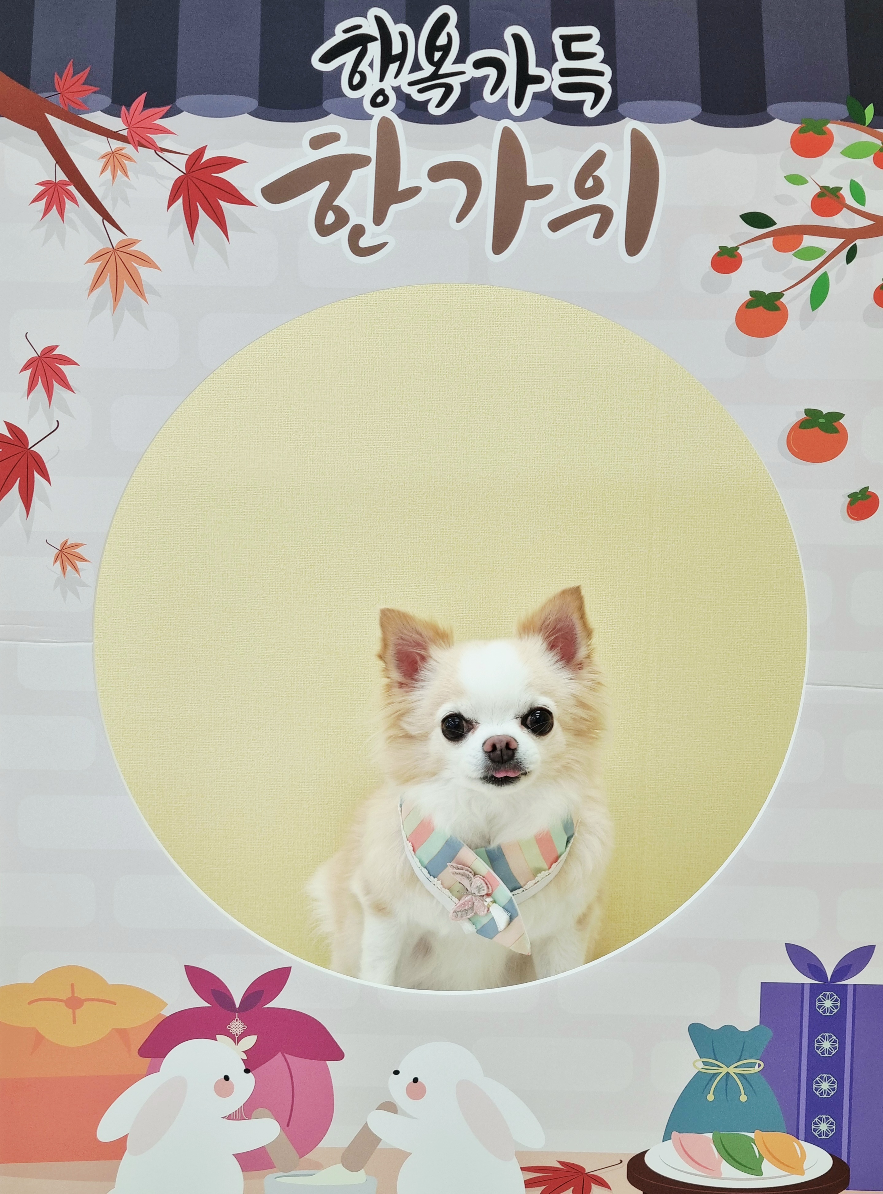 히플독 애견호텔.애견유치원 대표 이미지