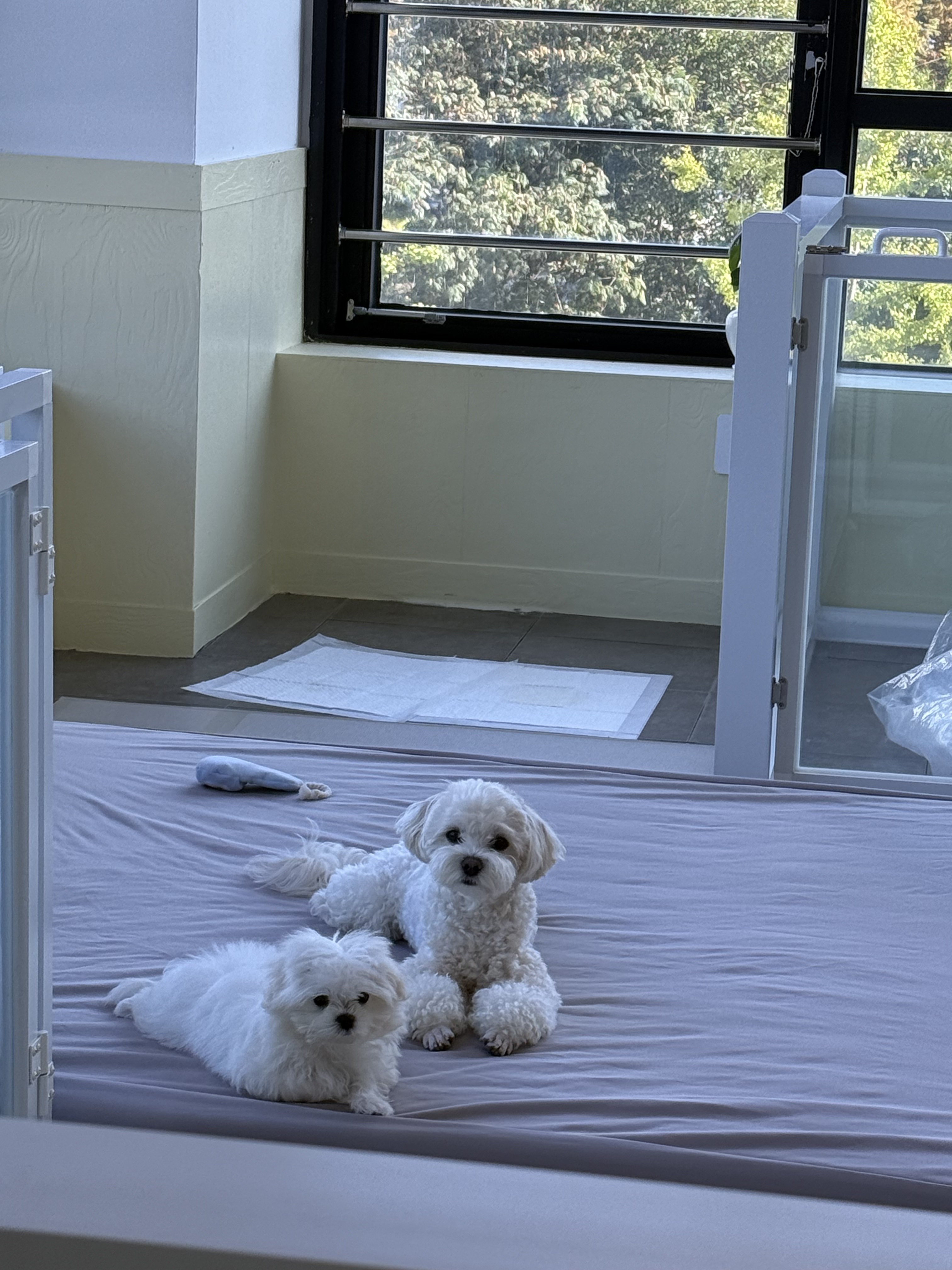 뽀멍뽀멍 대표 이미지