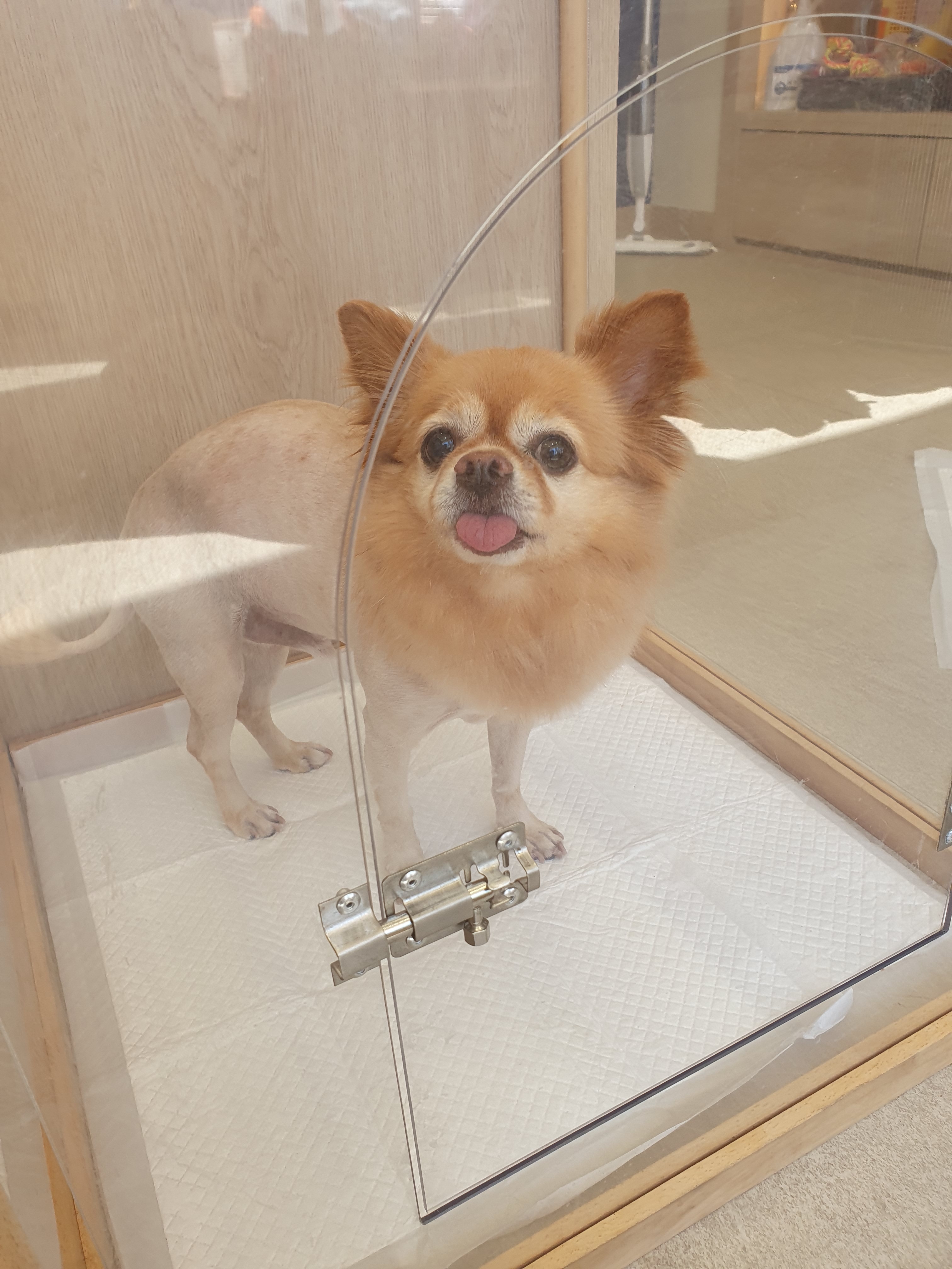 사랑스럽개 대표 이미지