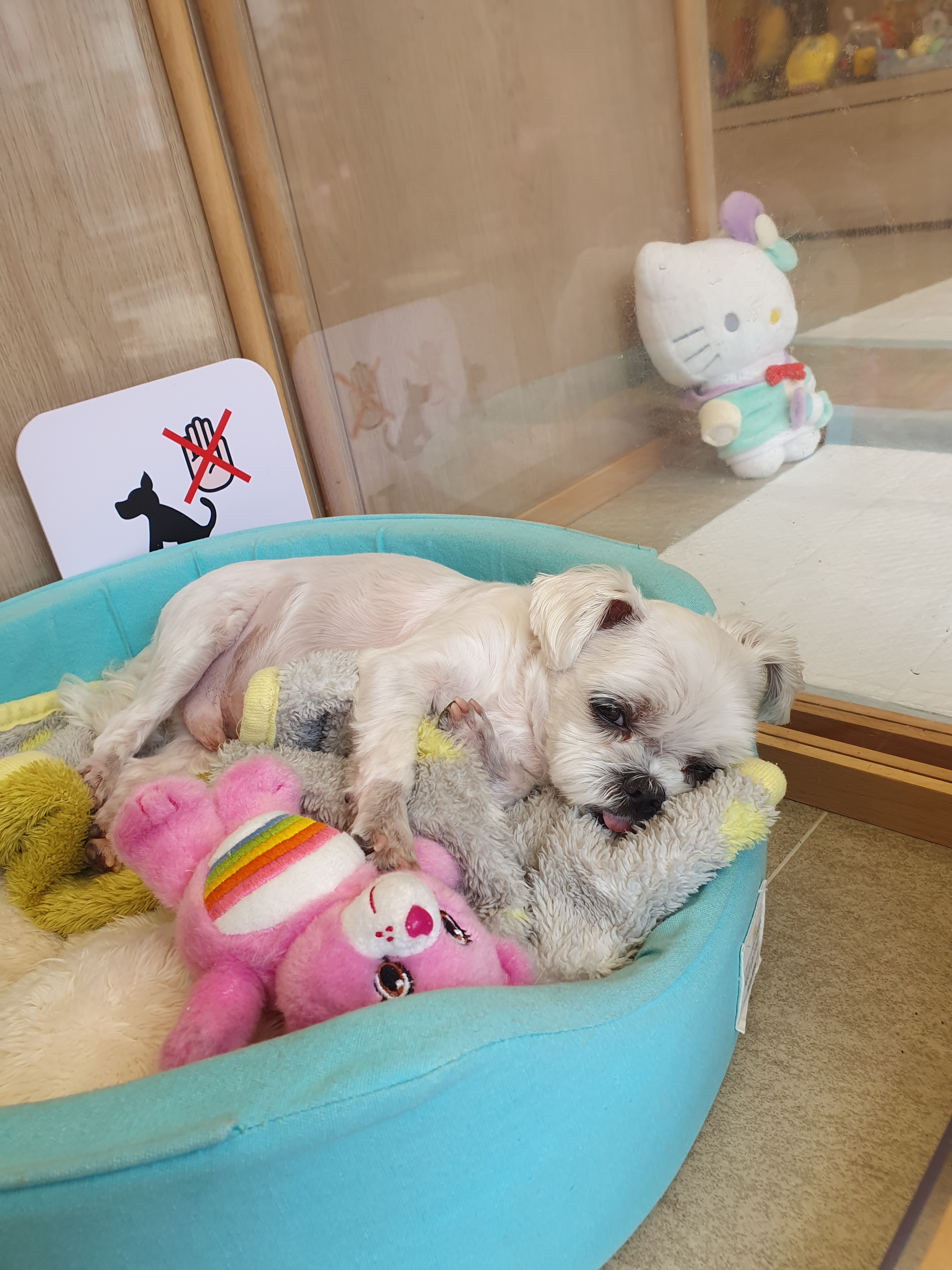 사랑스럽개 대표 이미지